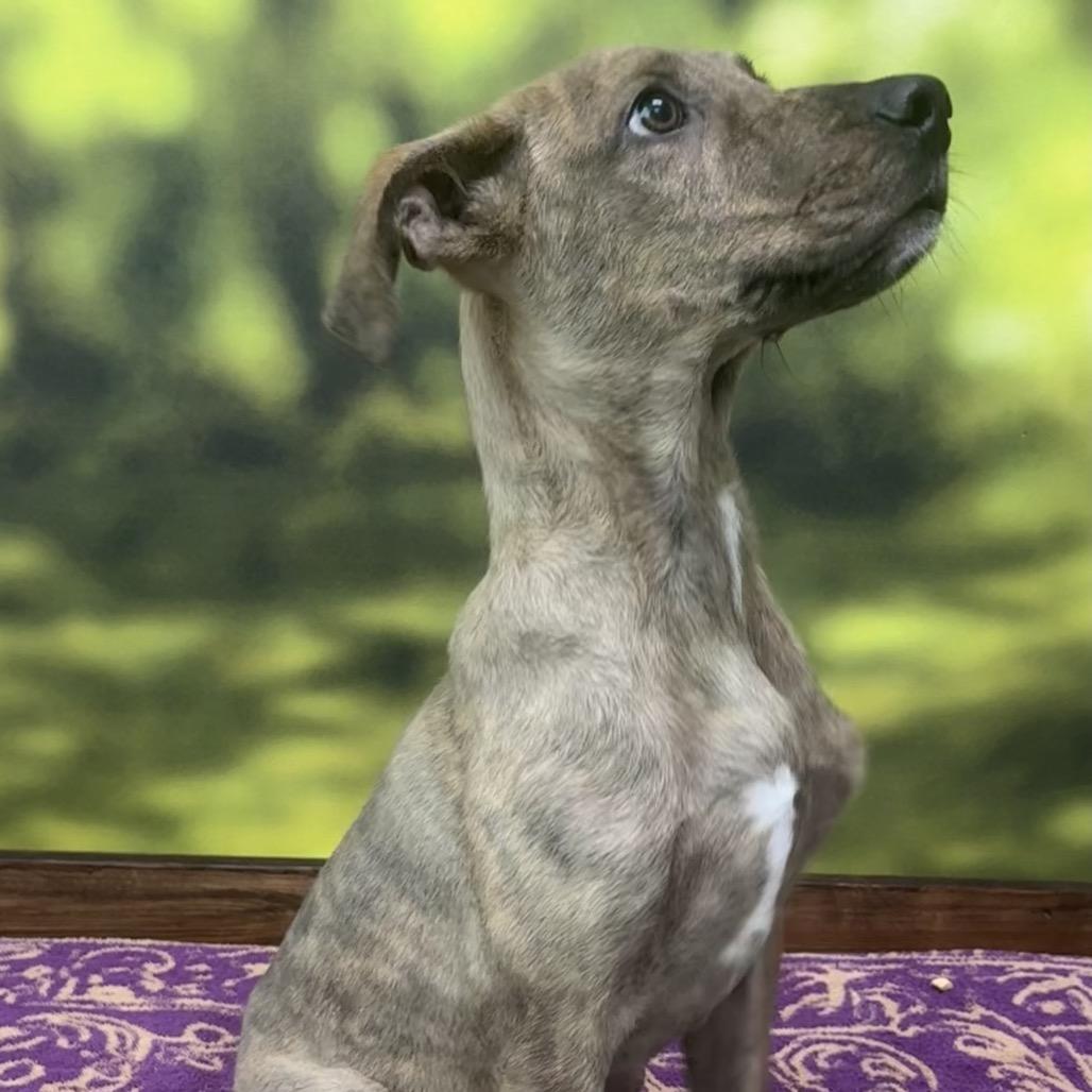 Enlarge Nutmeg, a Adoptable Mixed Breed in Auburn, NH image 1/3