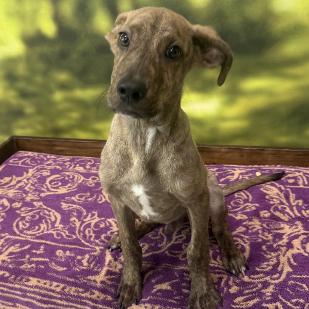 Enlarge Nutmeg, a Adoptable Mixed Breed in Auburn, NH image 2/3