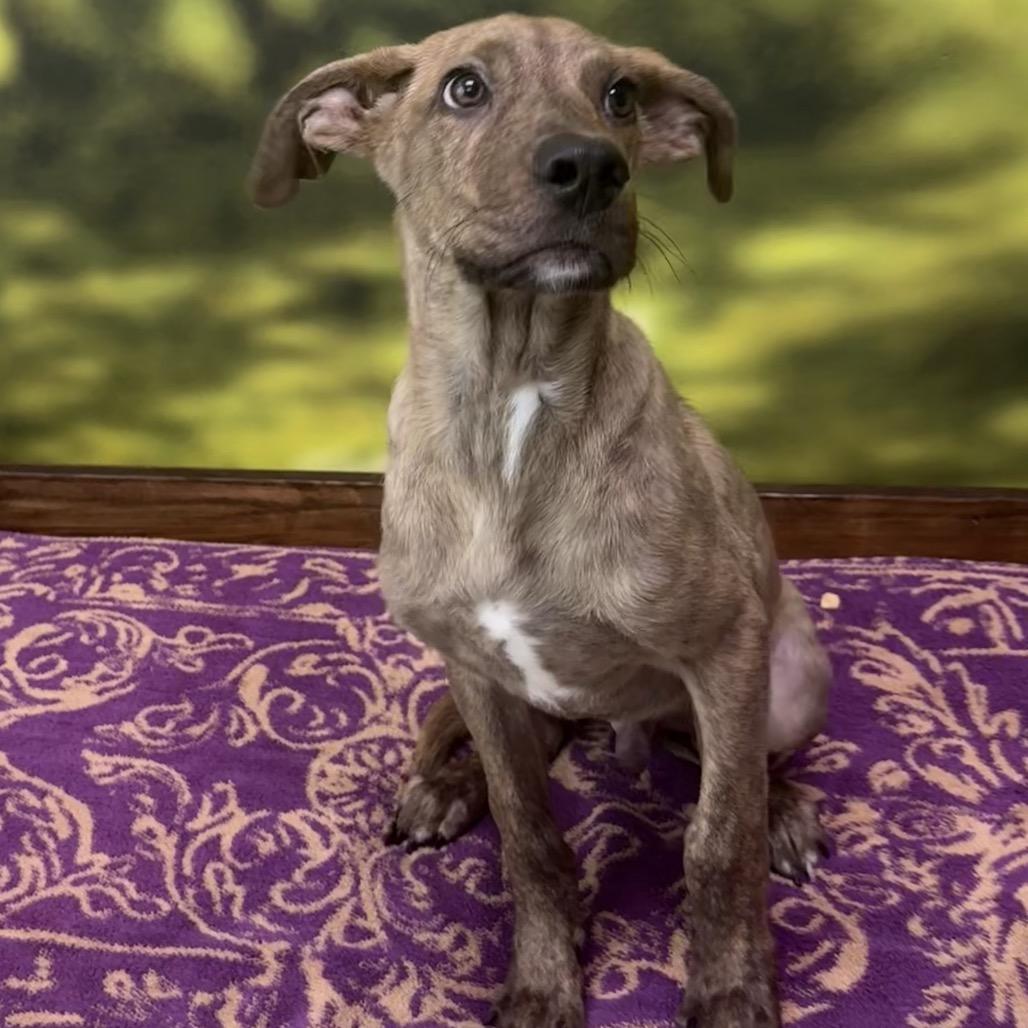 Enlarge Nutmeg, a Adoptable Mixed Breed in Auburn, NH image 3/3