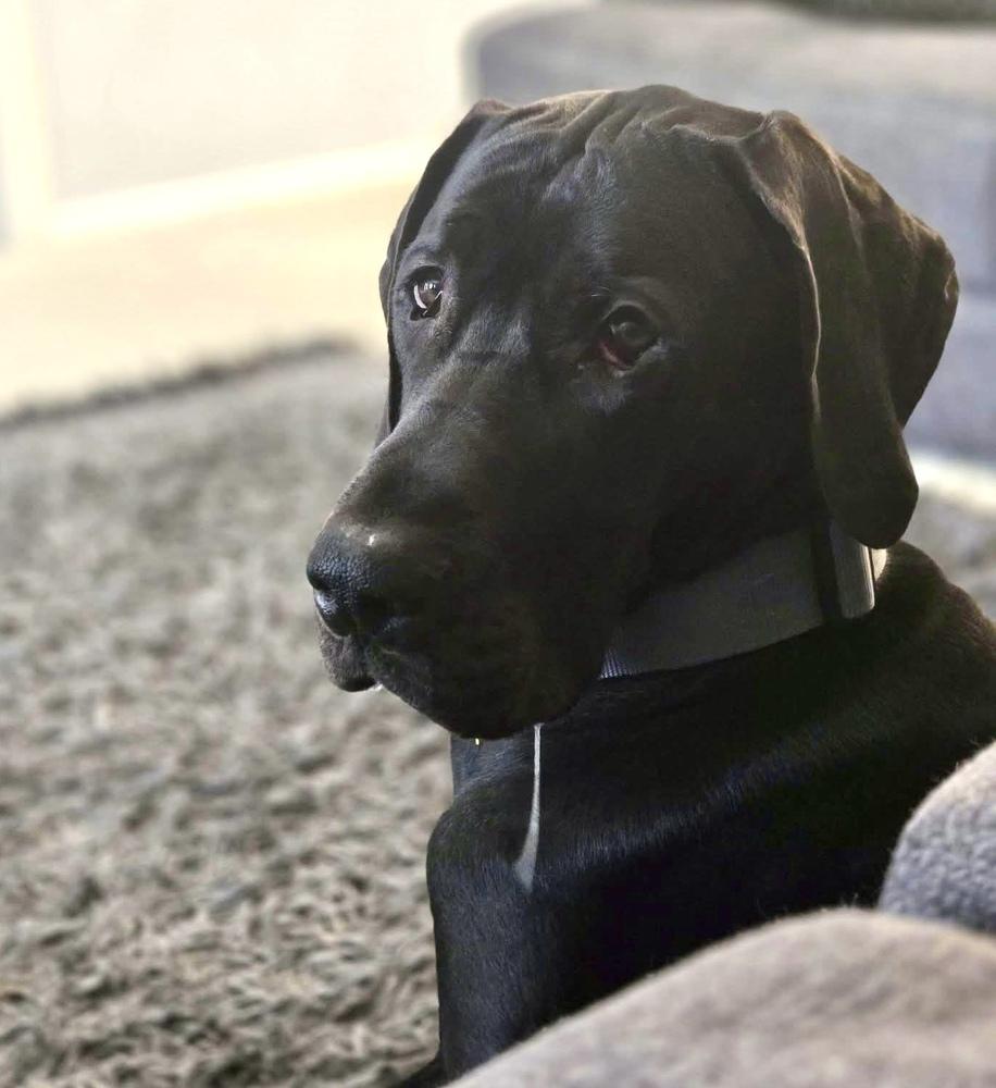 Sasha (25-080), Adoptable, Young Female Great Dane.