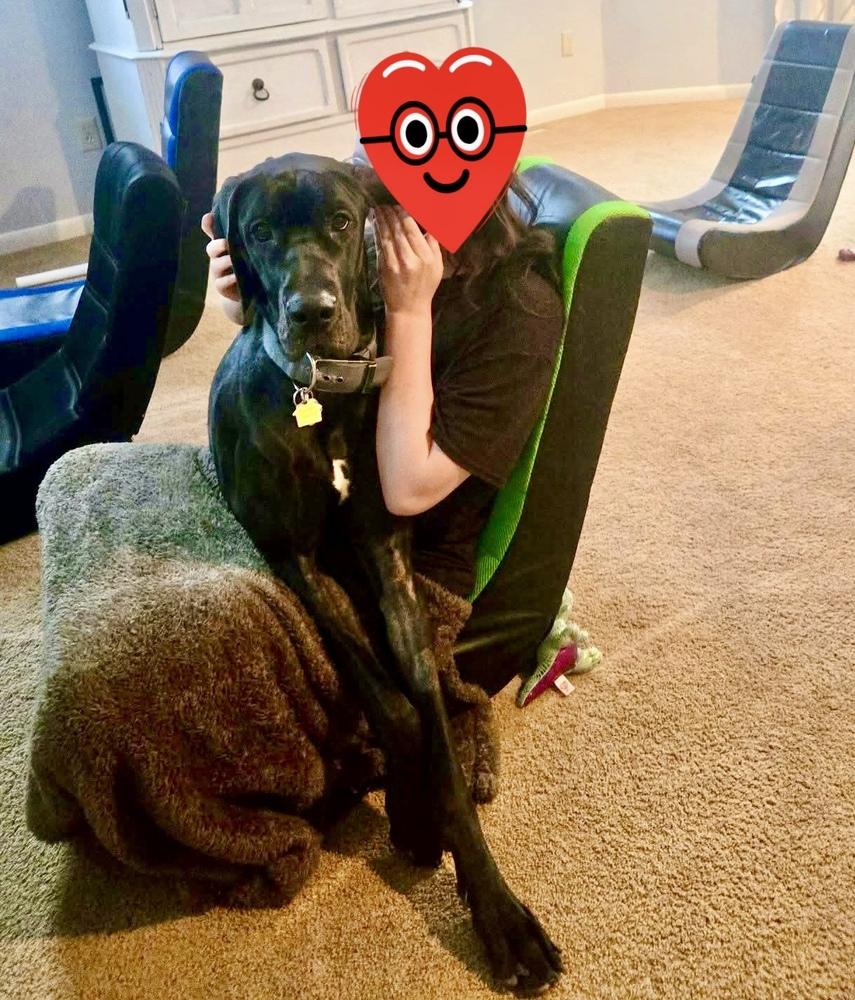 Enlarge Sasha (25-080), a Adoptable Great Dane in Eagan, MN image 2/5