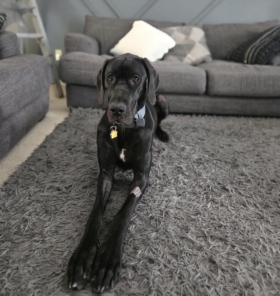 Enlarge Sasha (25-080), a Adoptable Great Dane in Eagan, MN image 3/5