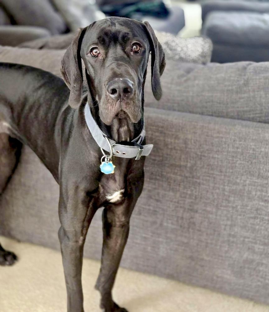 Enlarge Sasha (25-080), a Adoptable Great Dane in Eagan, MN image 4/5