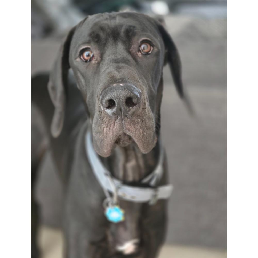 Enlarge Sasha (25-080), a Adoptable Great Dane in Eagan, MN image 5/5