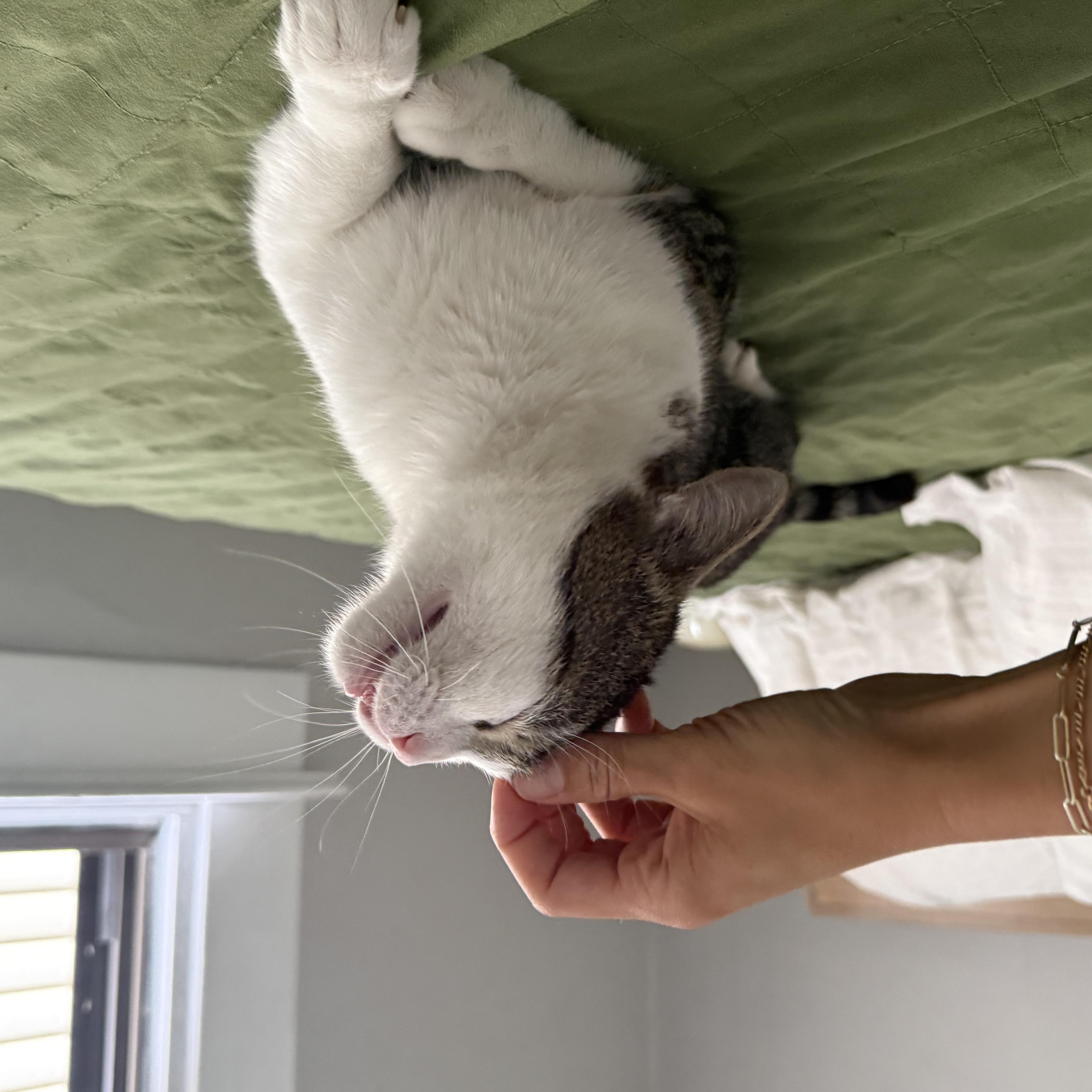 Enlarge Arnold, a ADOPTABLE Domestic Short Hair in Columbus, OH image 3/6