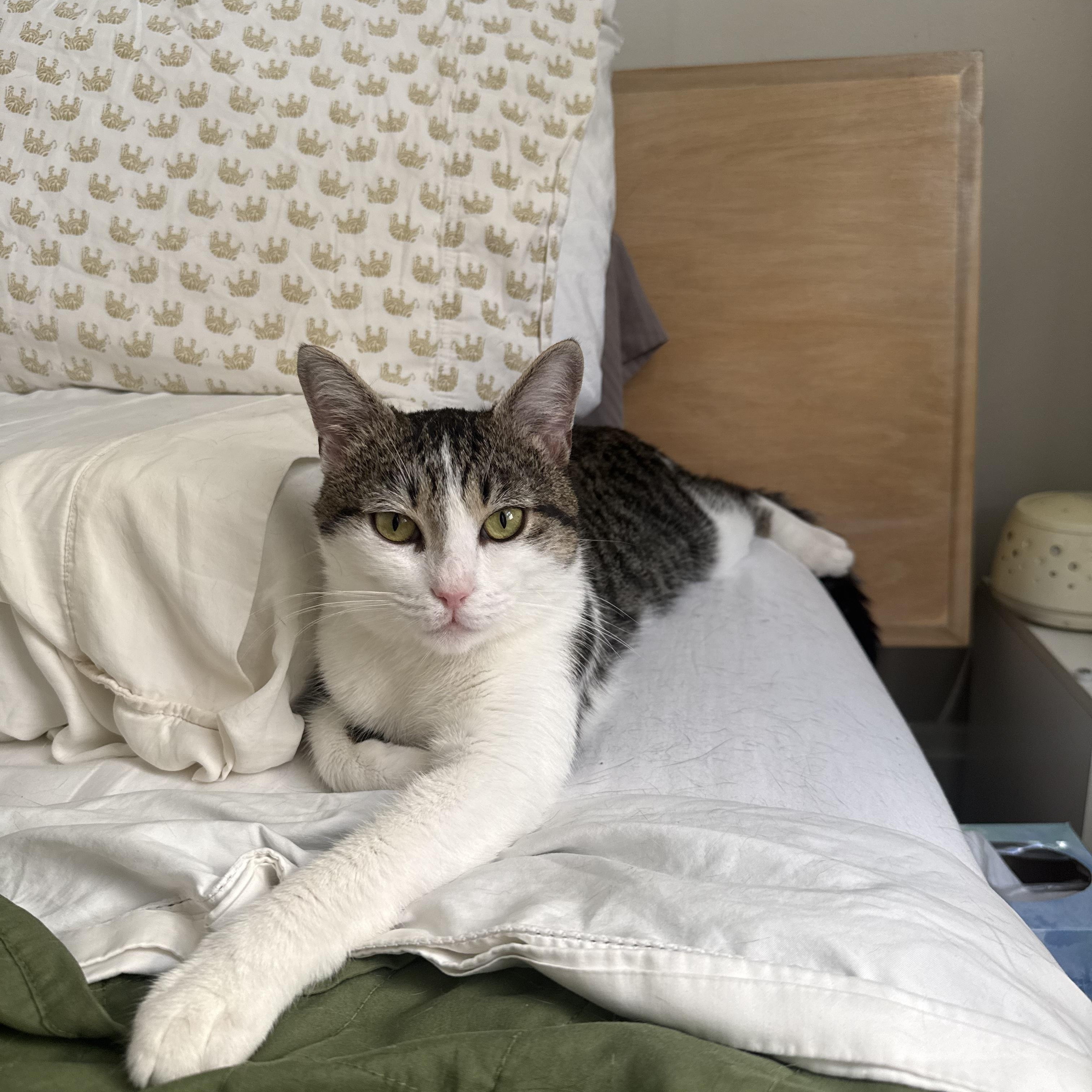 Enlarge Arnold, a ADOPTABLE Domestic Short Hair in Columbus, OH image 6/6