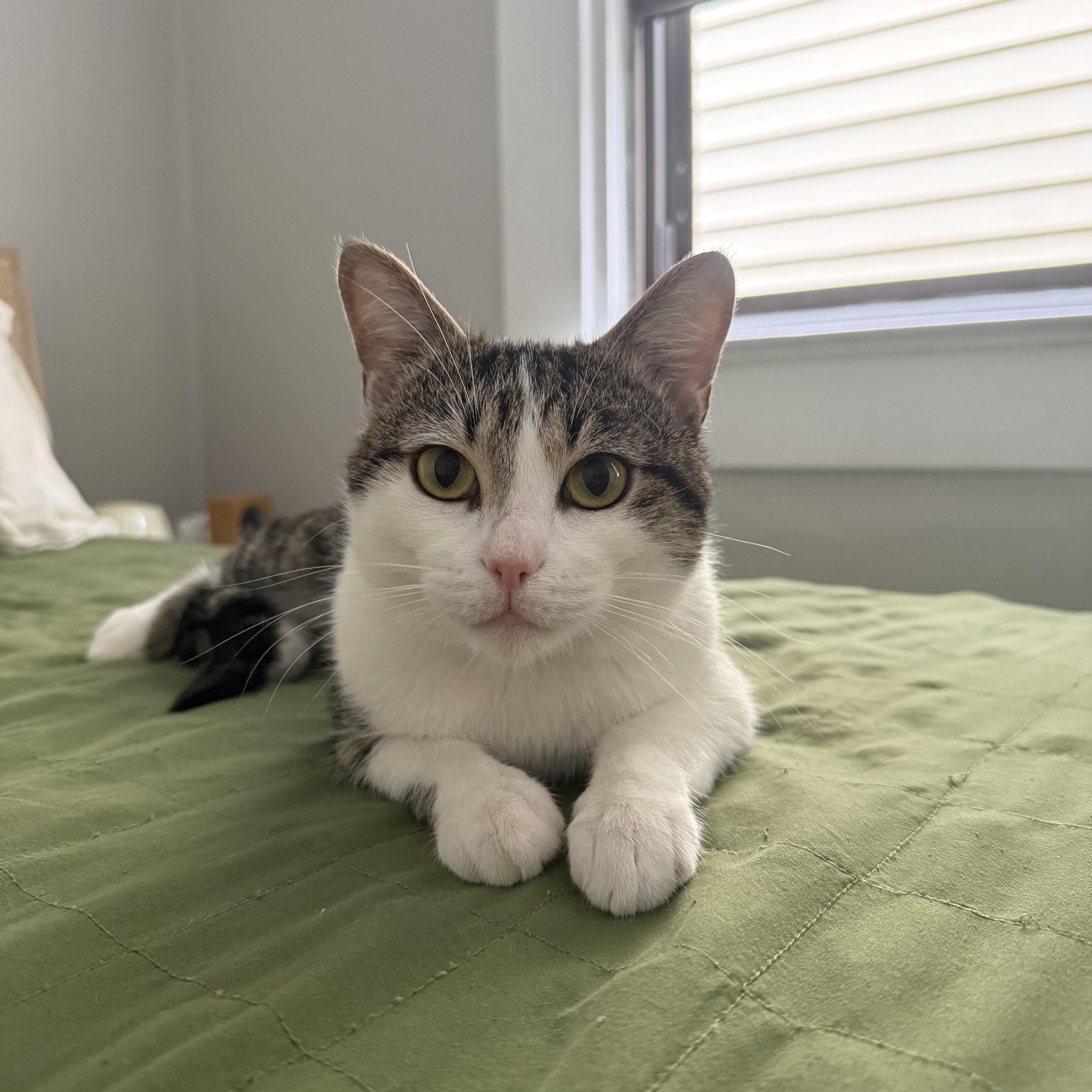 Arnold, ADOPTABLE, Young Male Domestic Short Hair.