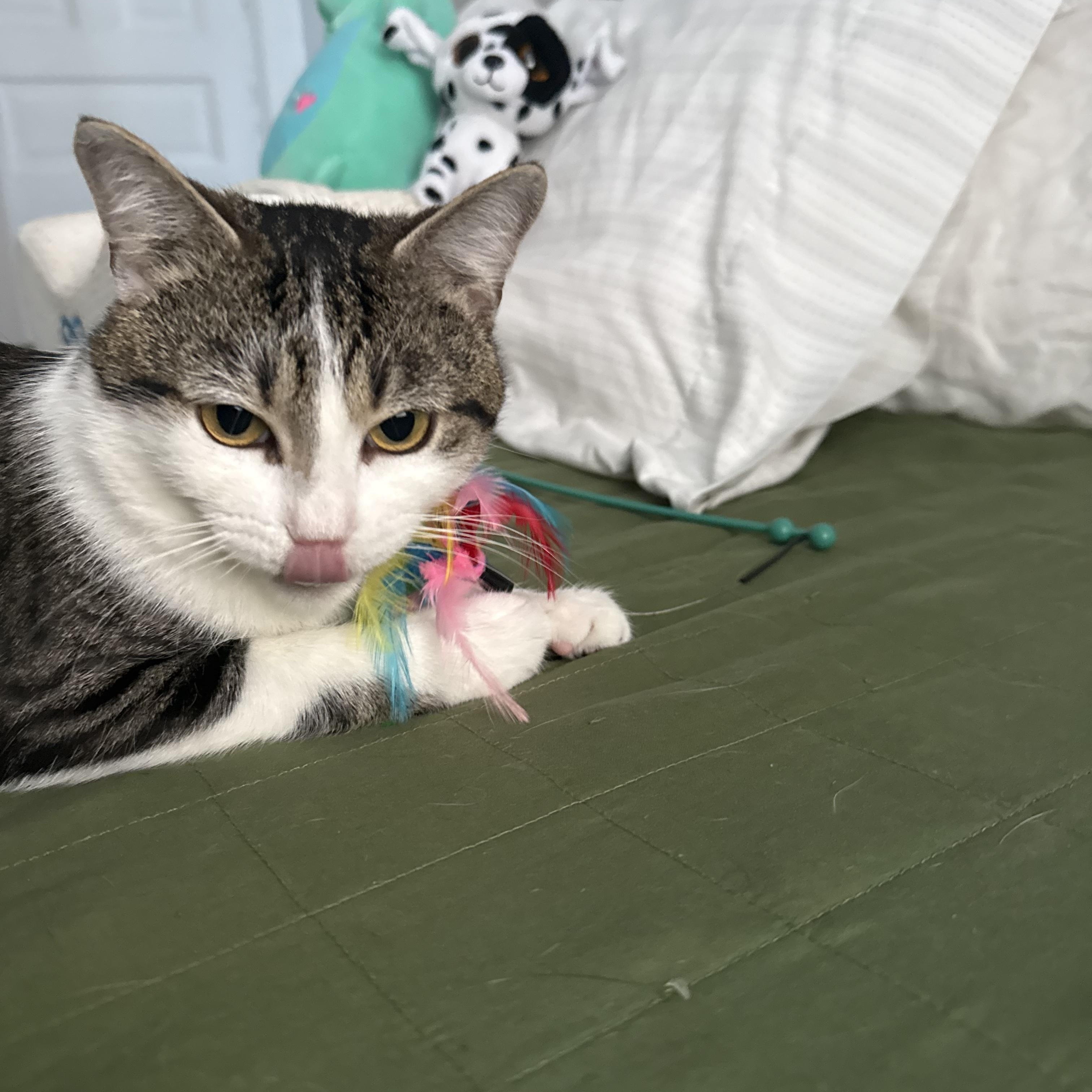 Enlarge Arnold, a ADOPTABLE Domestic Short Hair in Columbus, OH image 4/6