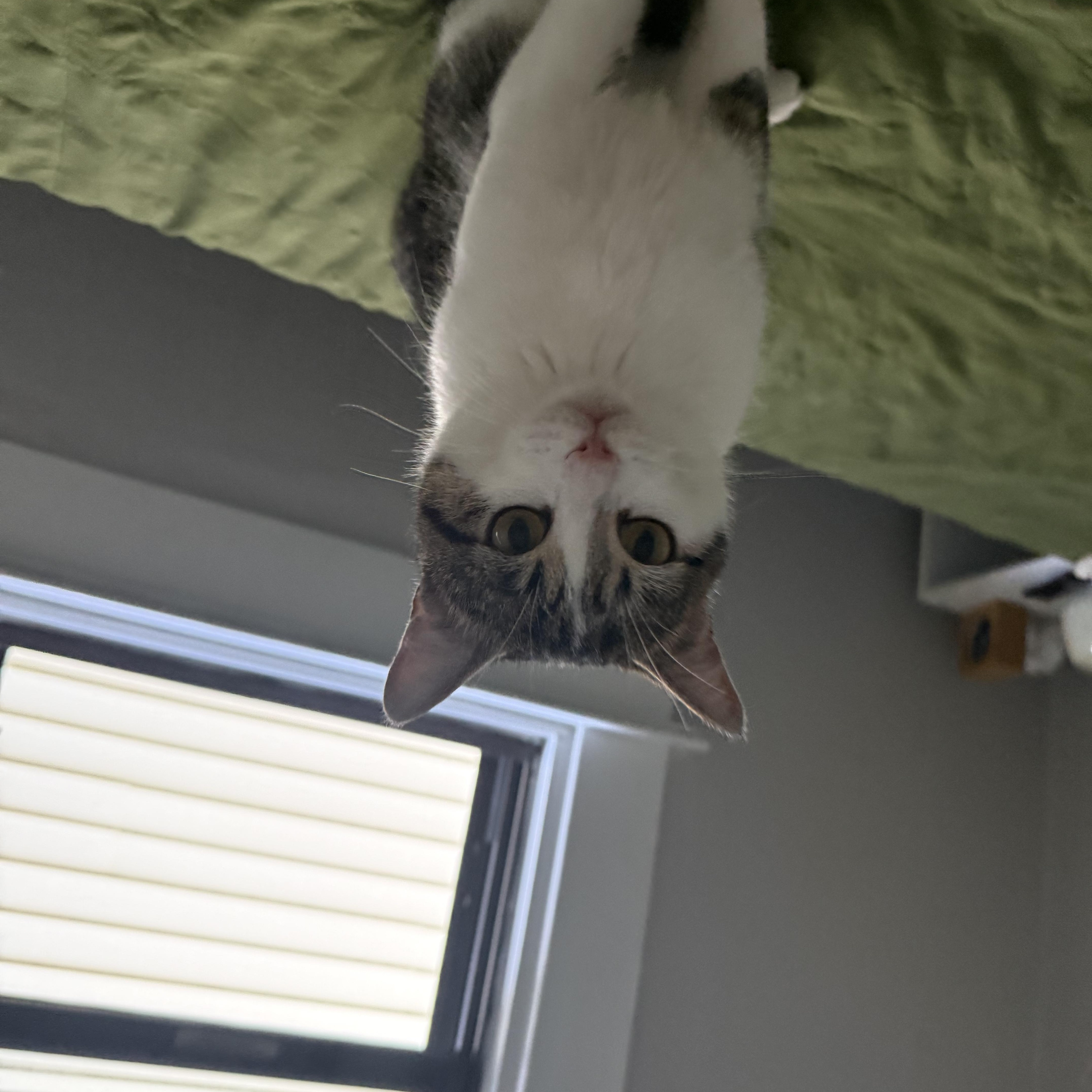 Enlarge Arnold, a ADOPTABLE Domestic Short Hair in Columbus, OH image 5/6