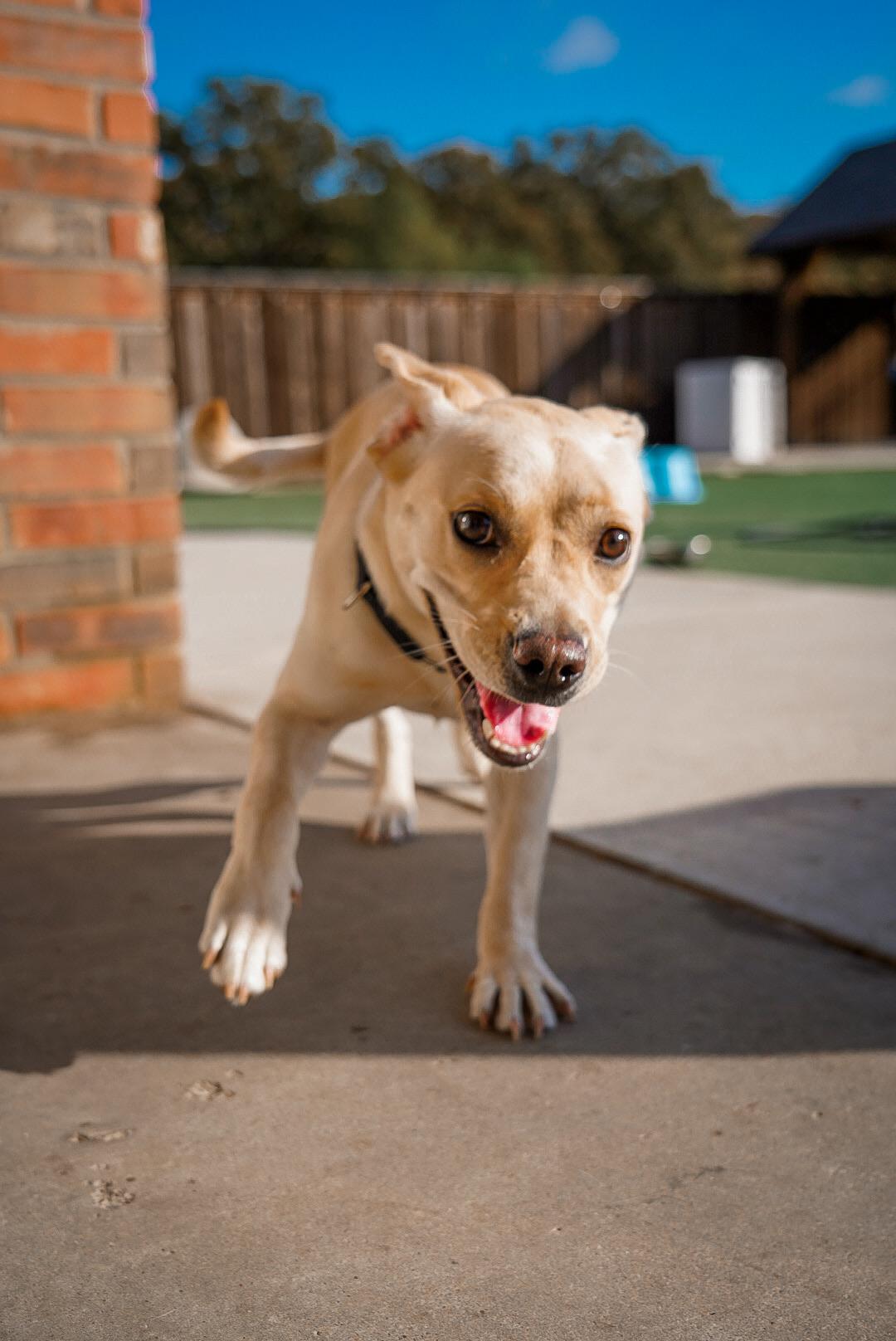 Enlarge Maddie, a ADOPTABLE mixed breed in Mckinney, TX image 2/5