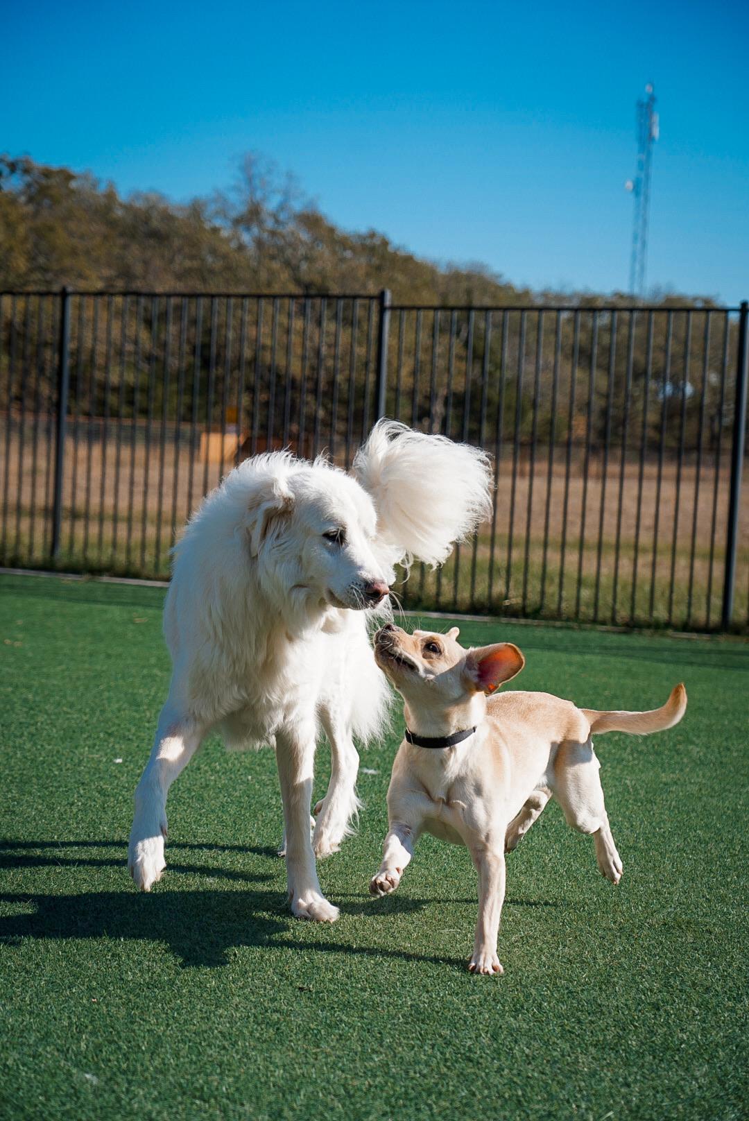 Enlarge Maddie, a ADOPTABLE mixed breed in Mckinney, TX image 4/5