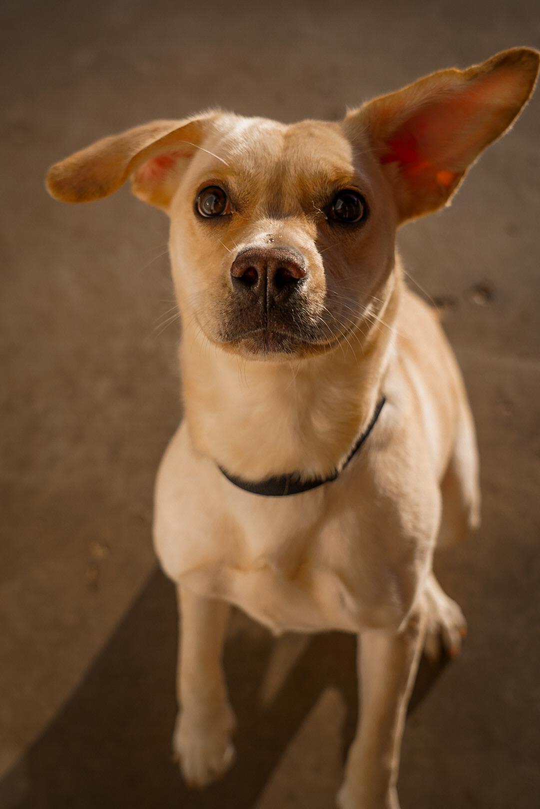 Enlarge Maddie, a ADOPTABLE mixed breed in Mckinney, TX image 1/5