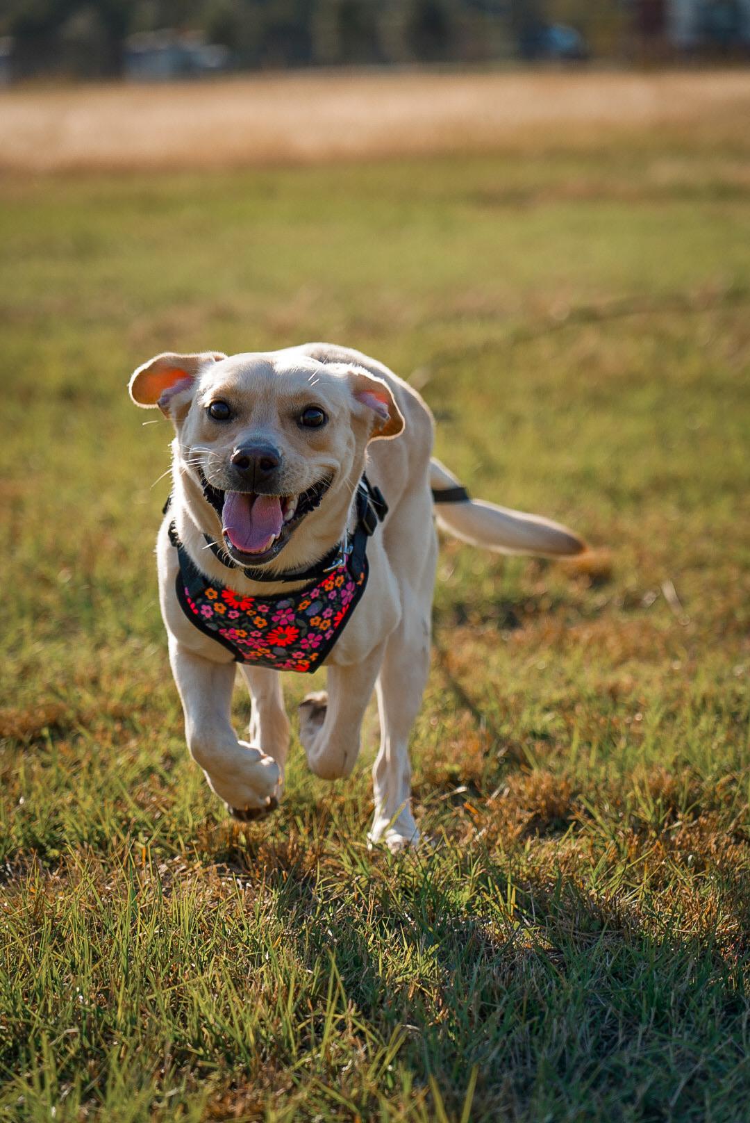 Enlarge Maddie, a ADOPTABLE mixed breed in Mckinney, TX image 3/5