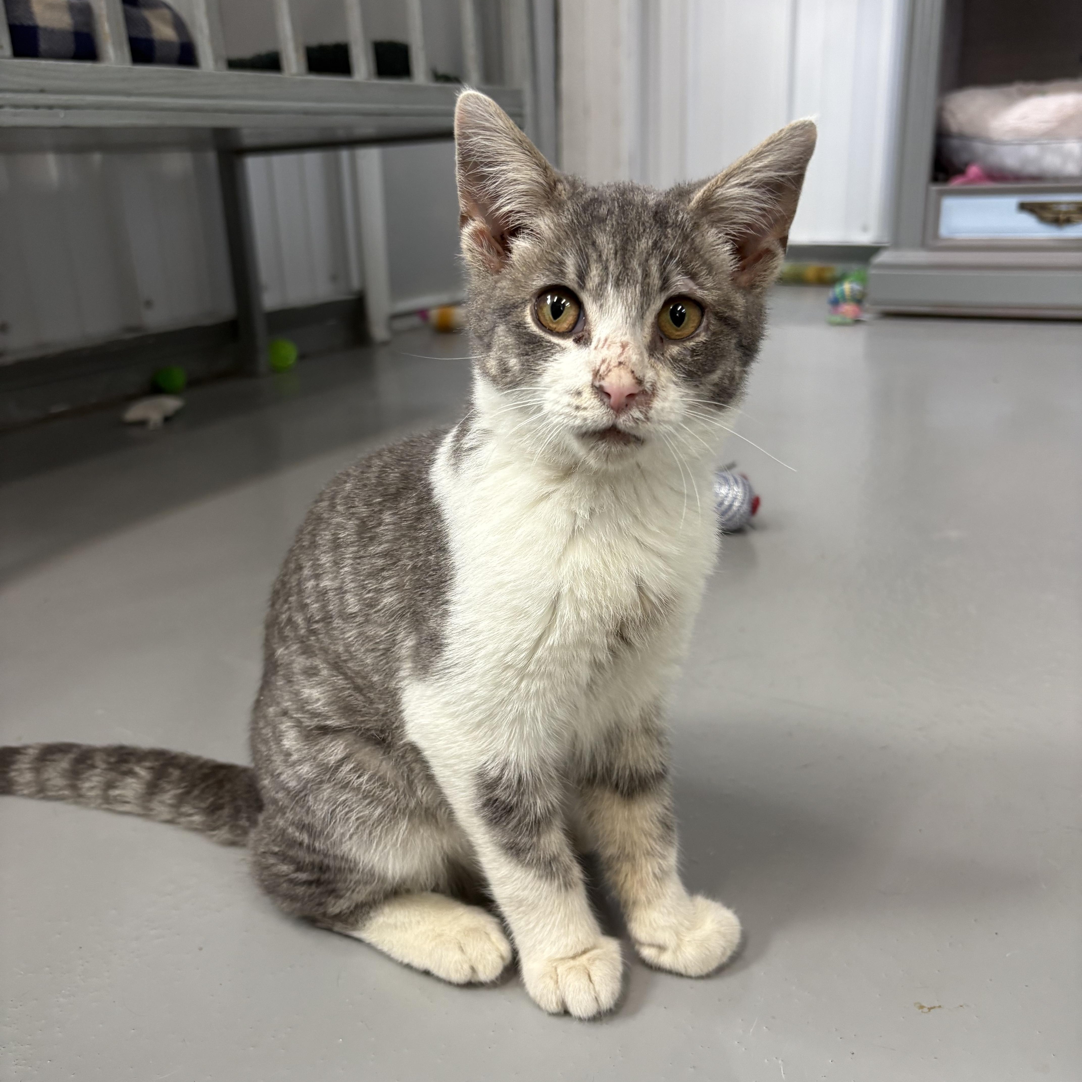 Enlarge Finn, a Adoptable American Shorthair in Big Rapids, MI image 3/4