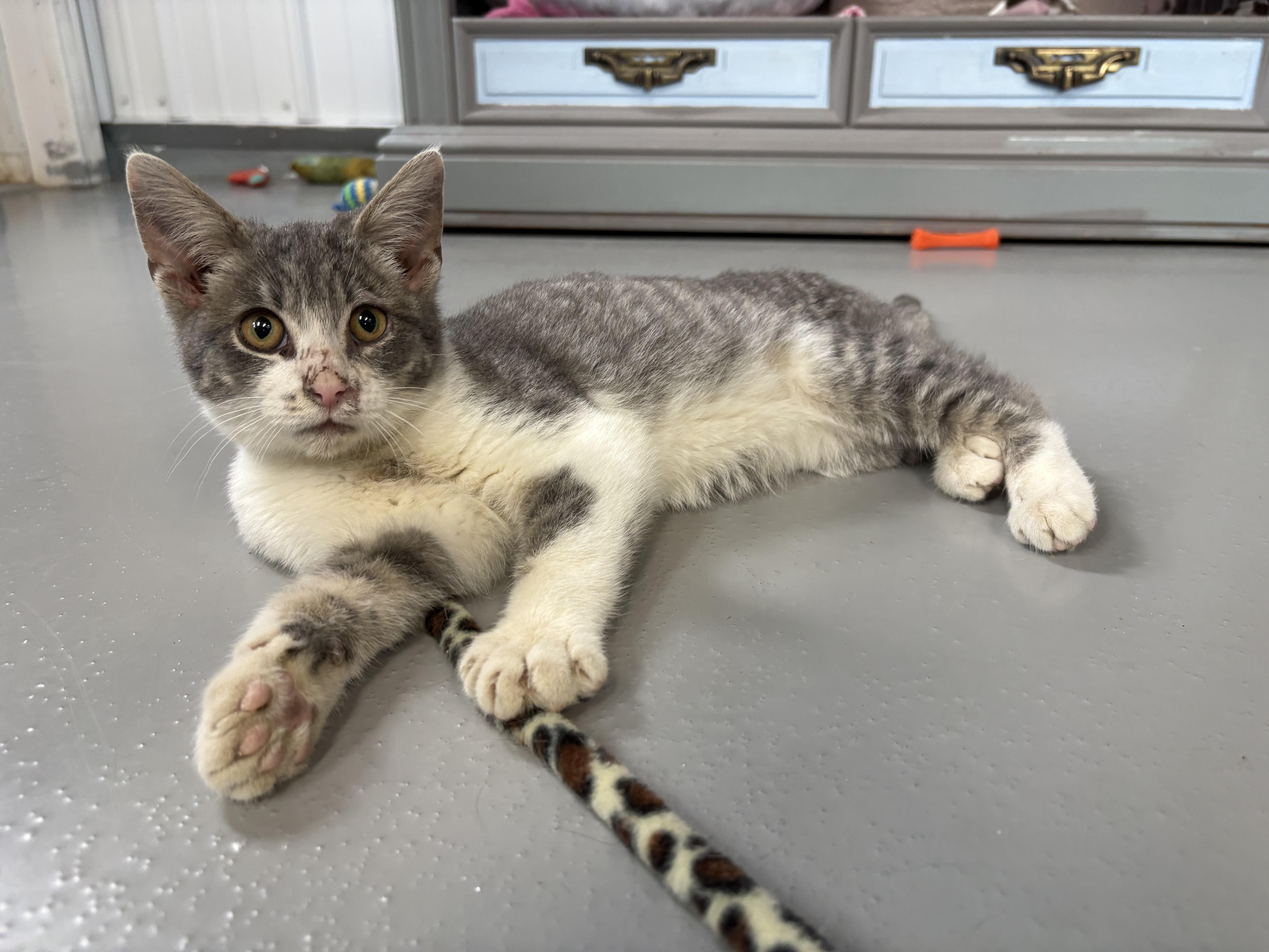 Enlarge Finn, a Adoptable American Shorthair in Big Rapids, MI image 1/4