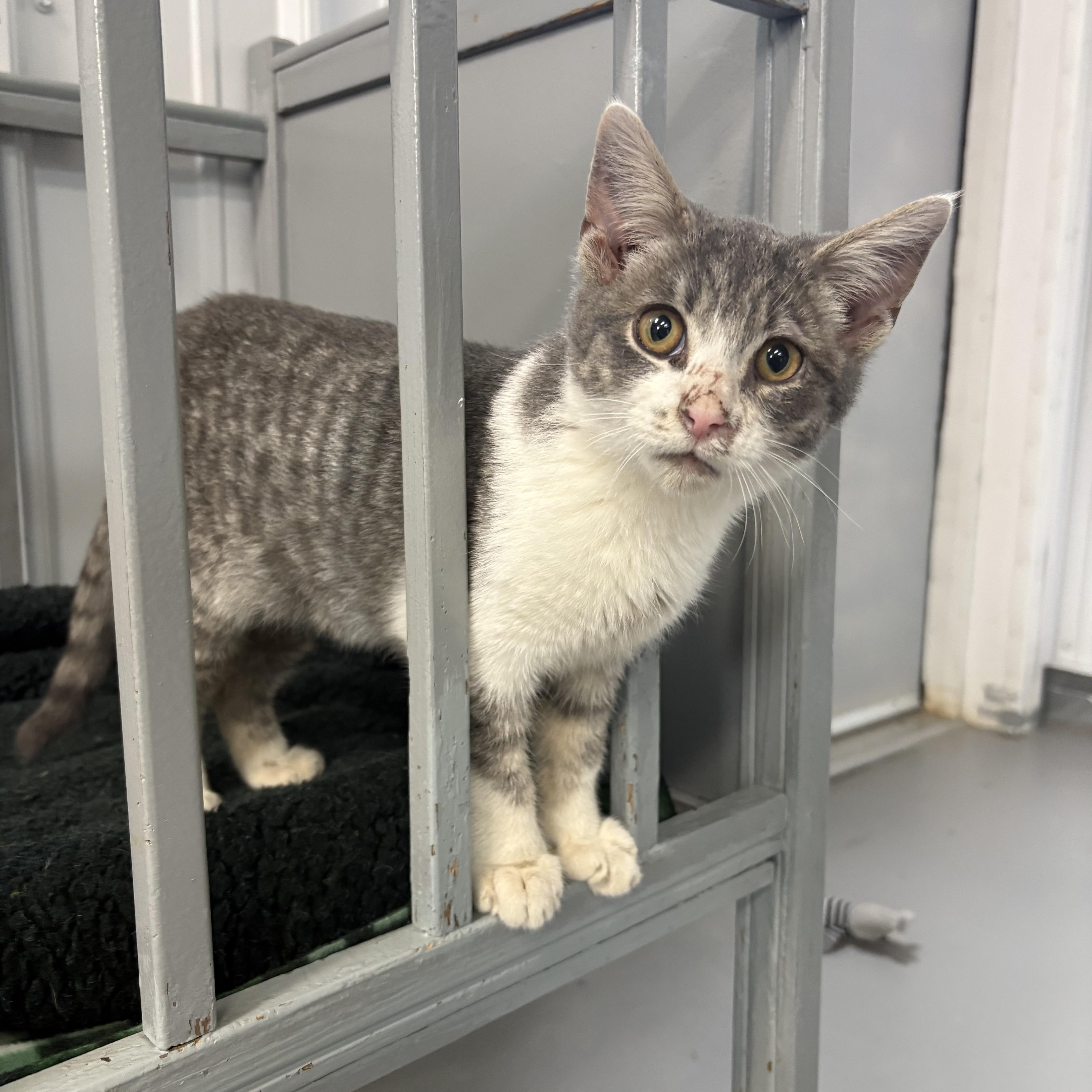 Enlarge Finn, a Adoptable American Shorthair in Big Rapids, MI image 2/4