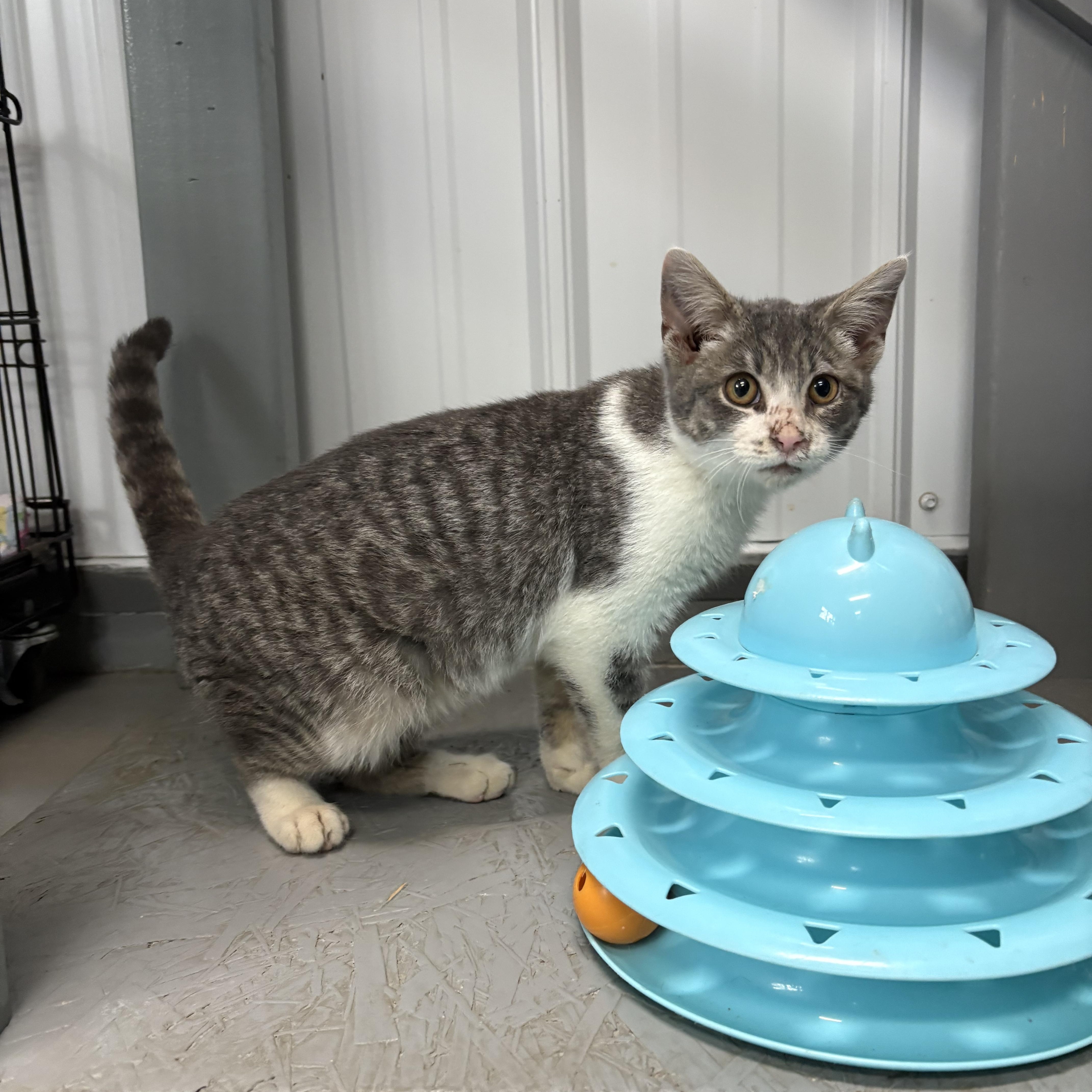 Enlarge Finn, a Adoptable American Shorthair in Big Rapids, MI image 4/4