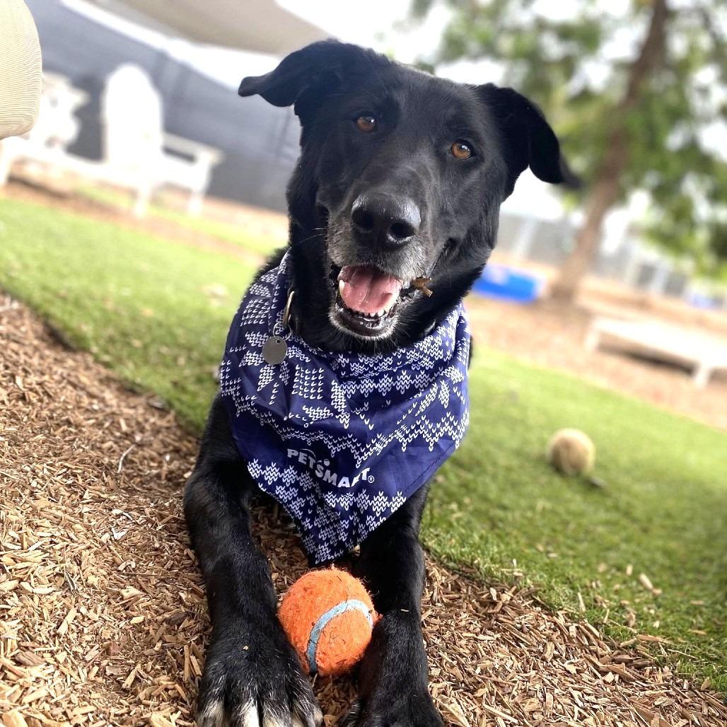 Tanner, Adoptable, Adult Male Black Labrador Retriever.