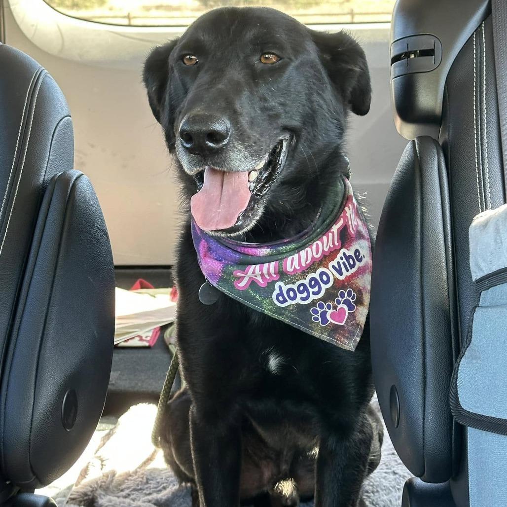 Tanner, a Adoptable Black Labrador Retriever in Silver Spring, MD image 6/6