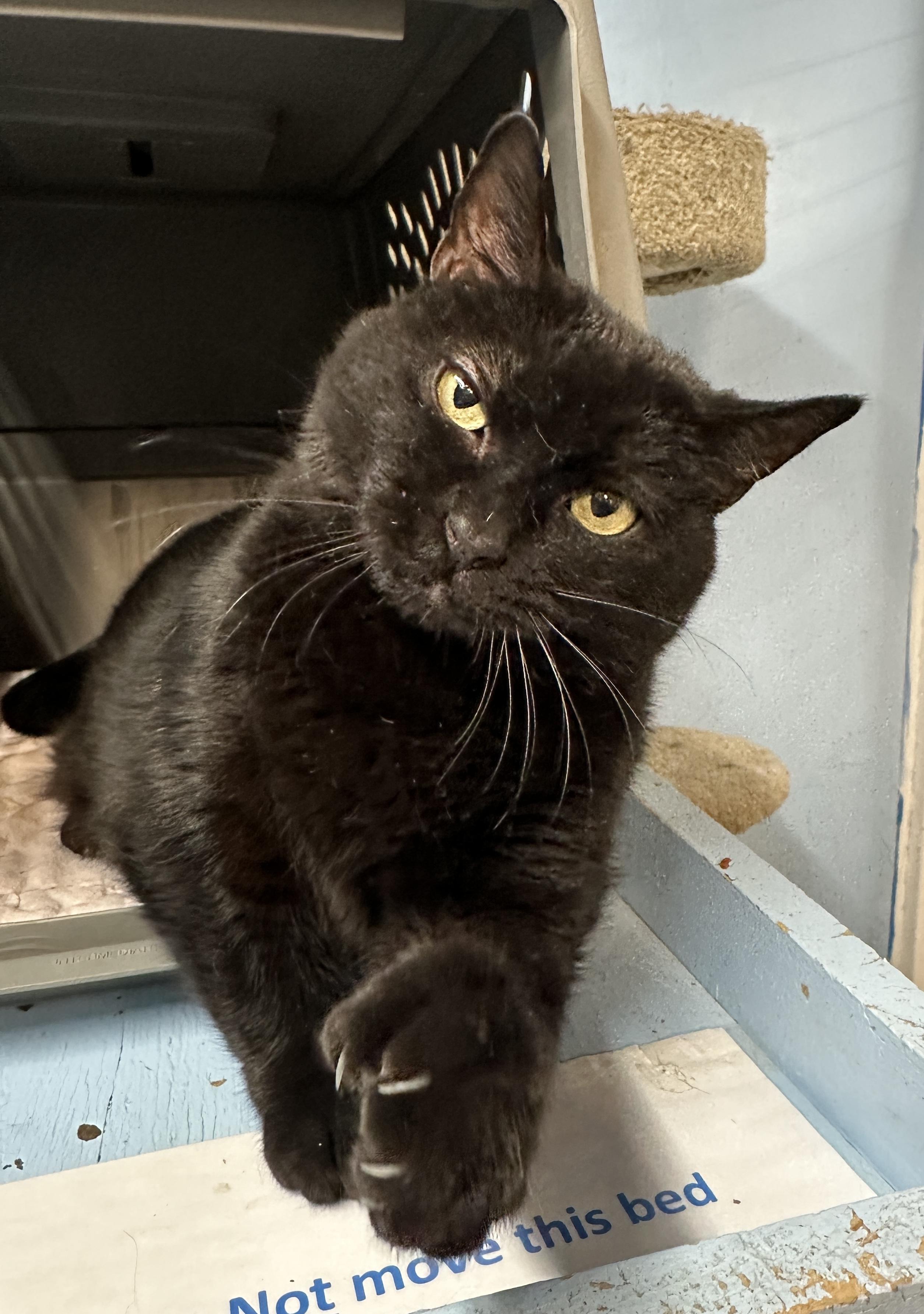 Wrenlee-Special Diet, a Adoptable mixed breed in Anchorage, AK image 6/6