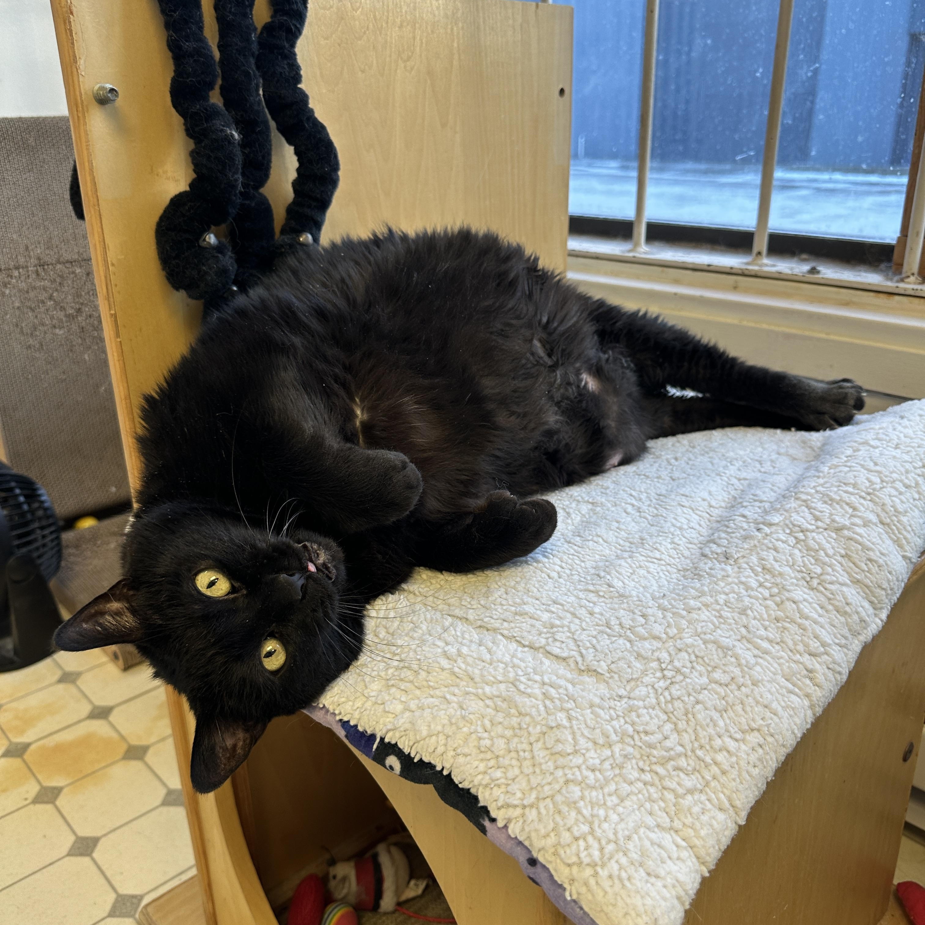 Wrenlee-Special Diet, a Adoptable mixed breed in Anchorage, AK image 1/6