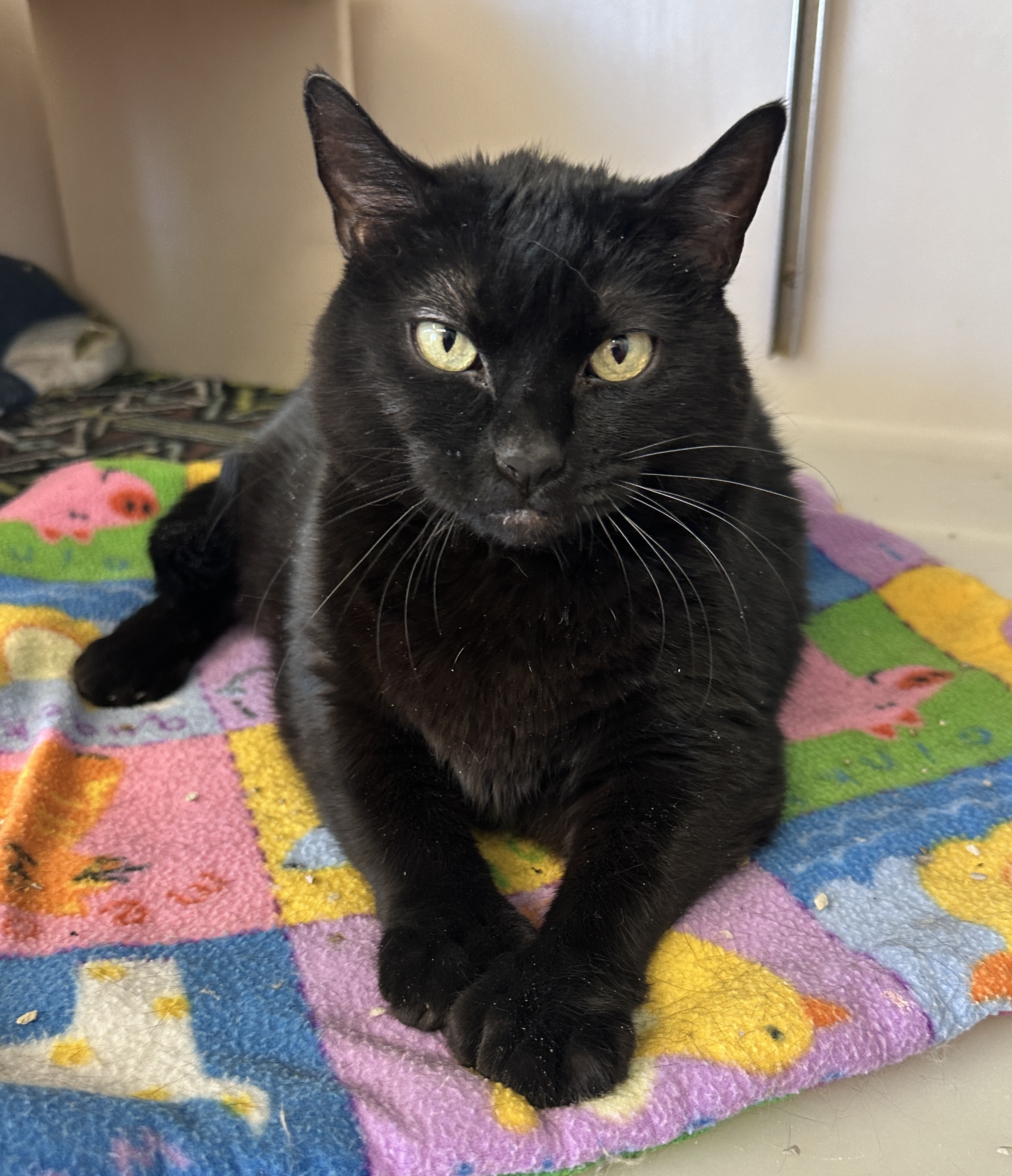 Wrenlee-Special Diet, a Adoptable mixed breed in Anchorage, AK image 5/6