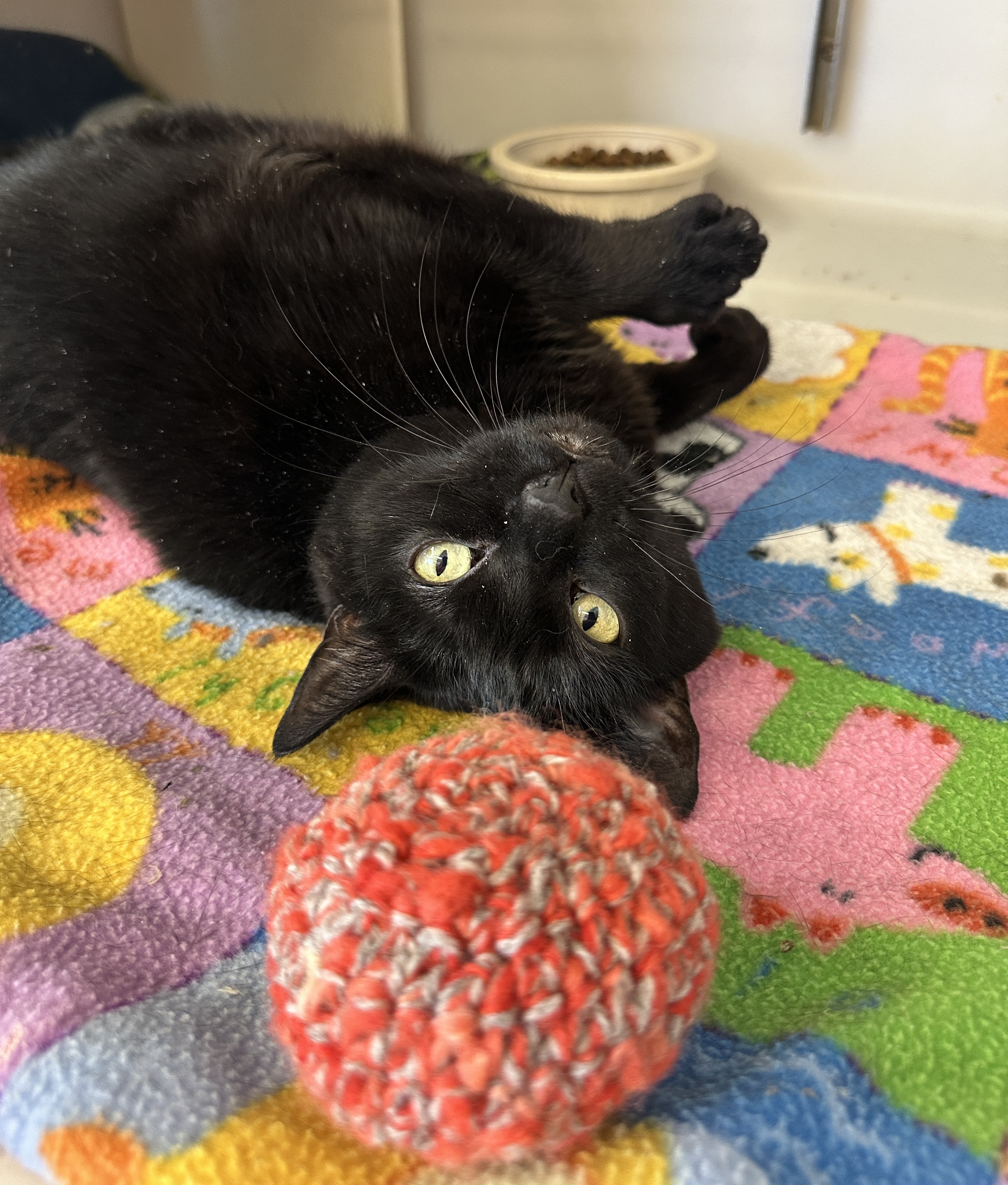 Wrenlee-Special Diet, a Adoptable mixed breed in Anchorage, AK image 2/6