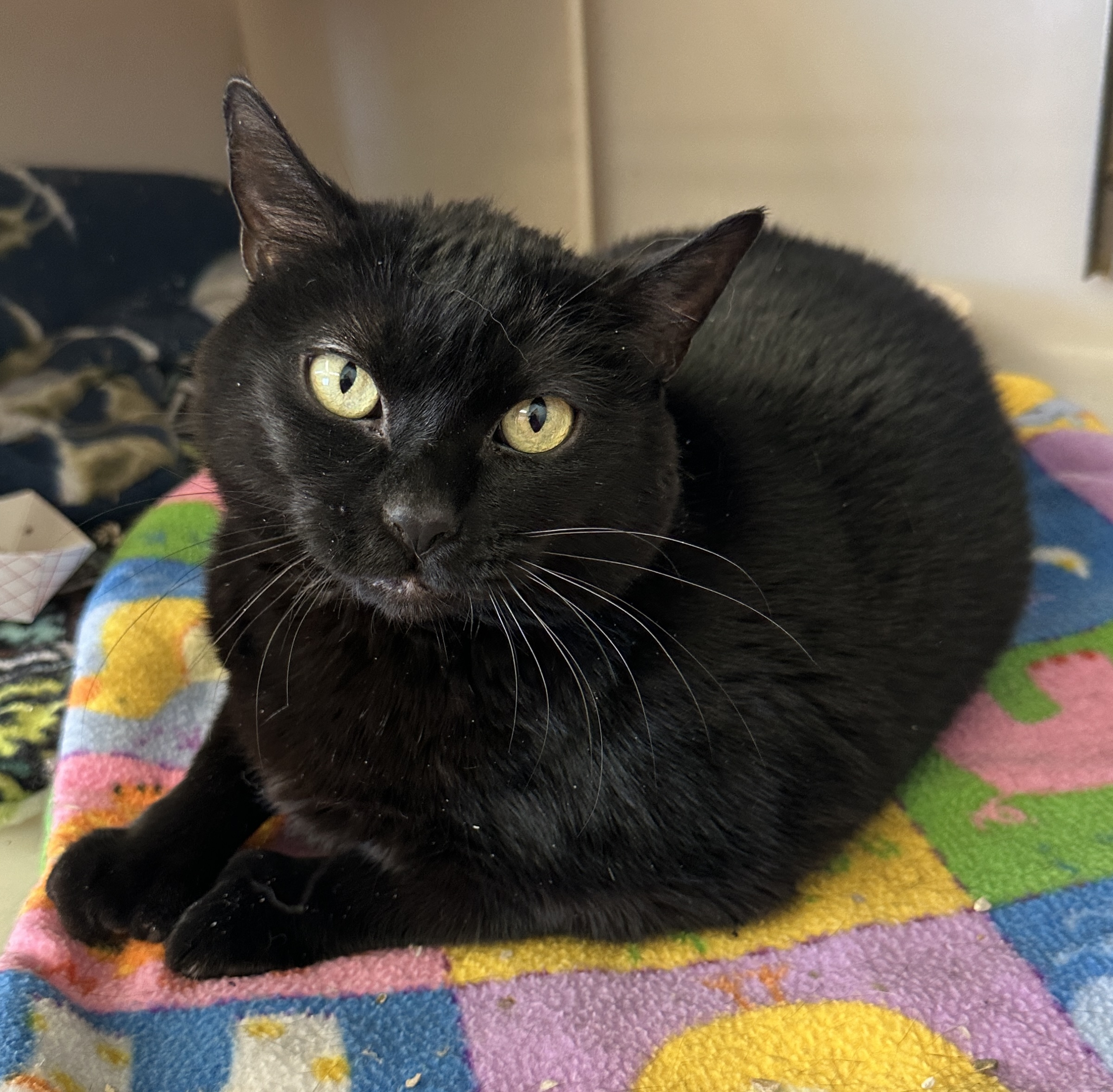 Wrenlee-Special Diet, a Adoptable mixed breed in Anchorage, AK image 3/6