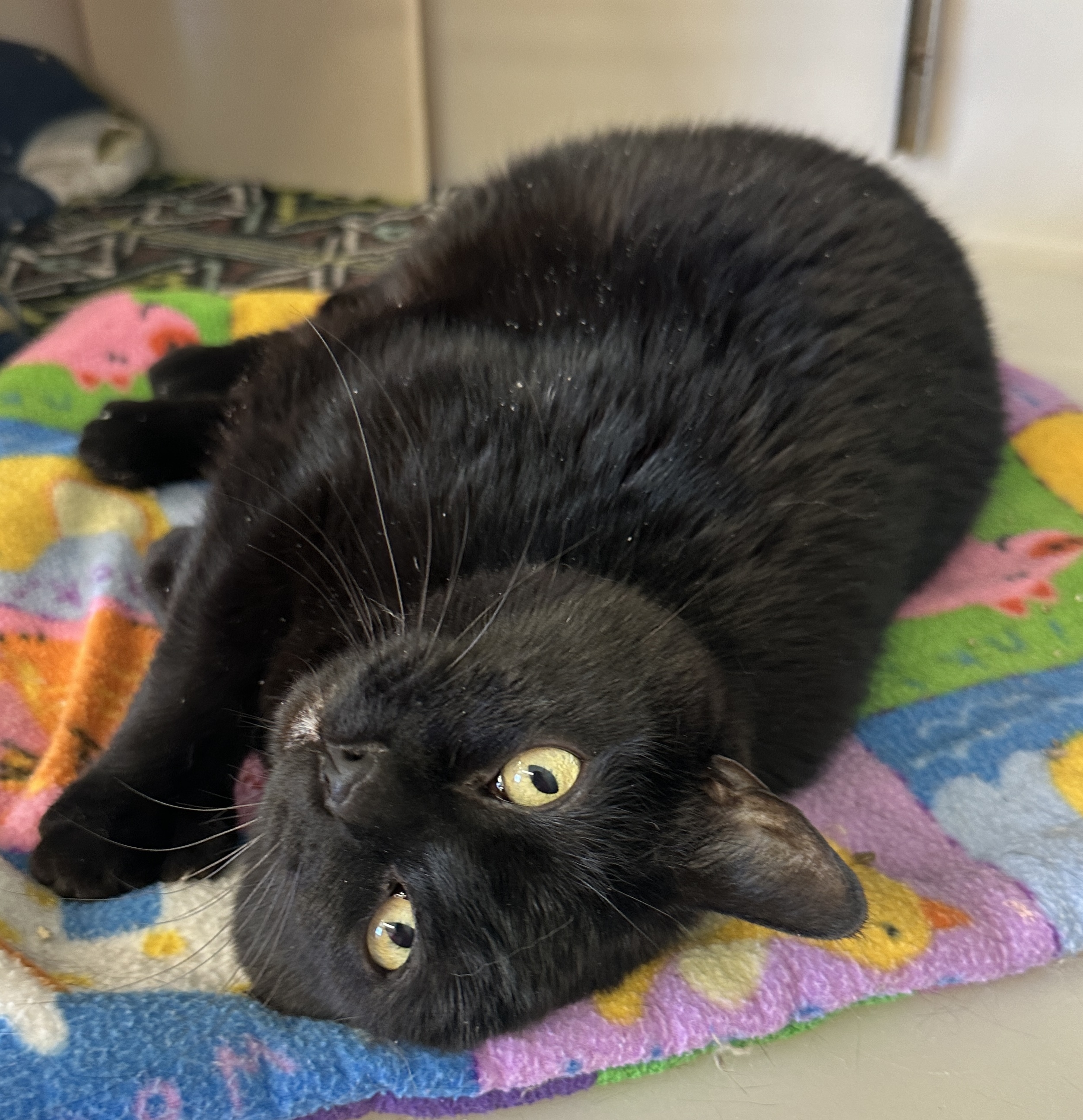 Wrenlee-Special Diet, a Adoptable mixed breed in Anchorage, AK image 4/6