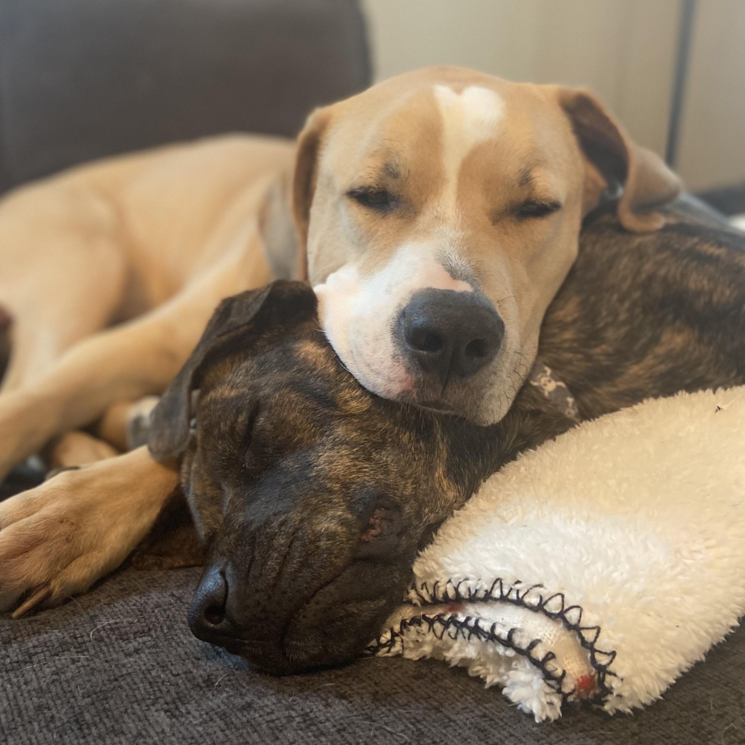 Enlarge Cam, a Adopted mixed breed in Manchaca, TX image 6/6