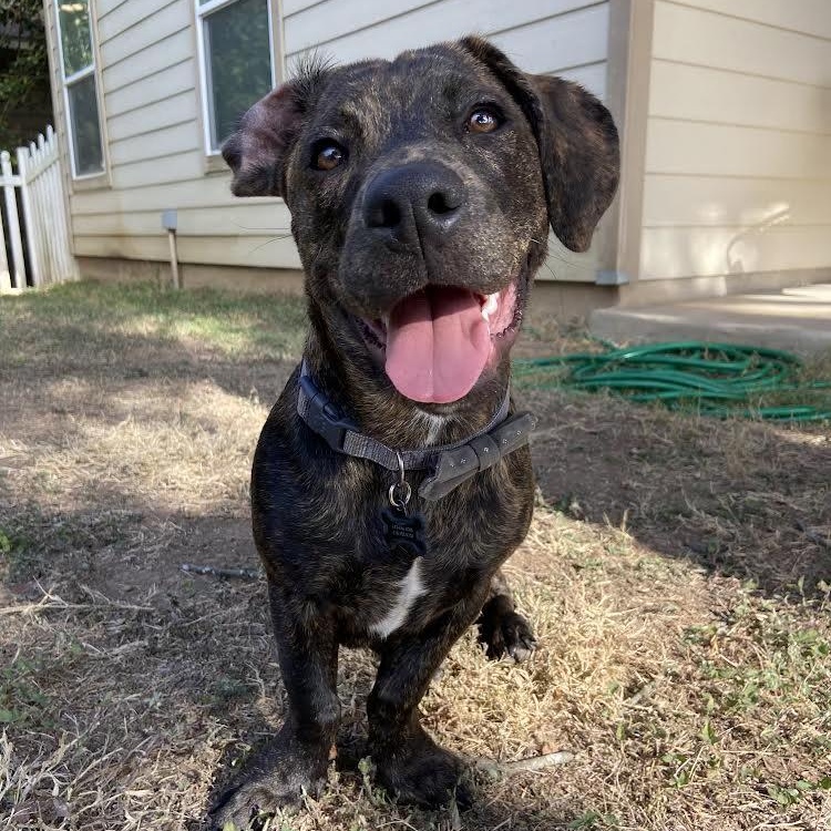 Enlarge Cam, a Adopted mixed breed in Manchaca, TX image 5/6