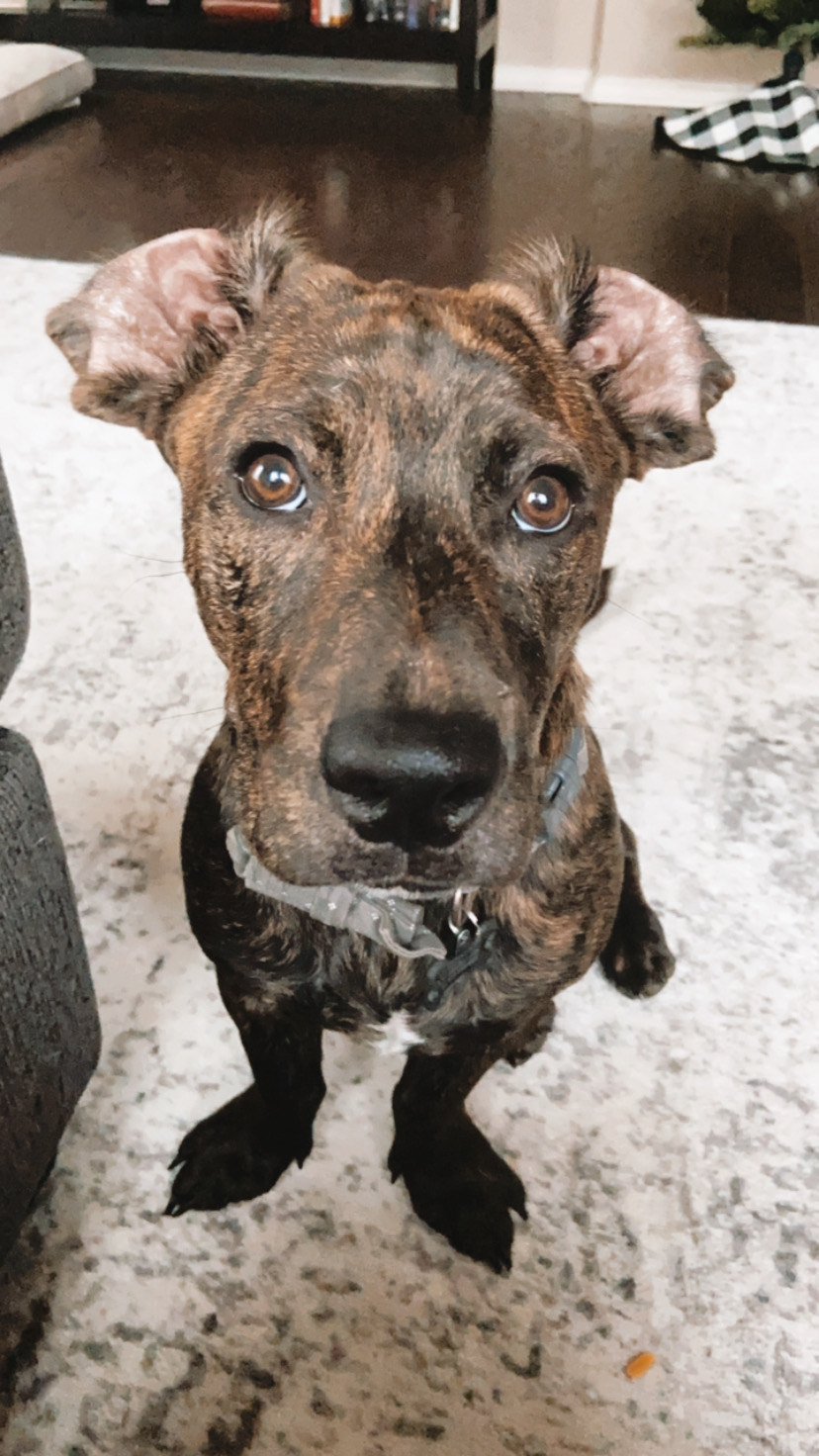 Enlarge Cam, a Adopted mixed breed in Manchaca, TX image 2/6