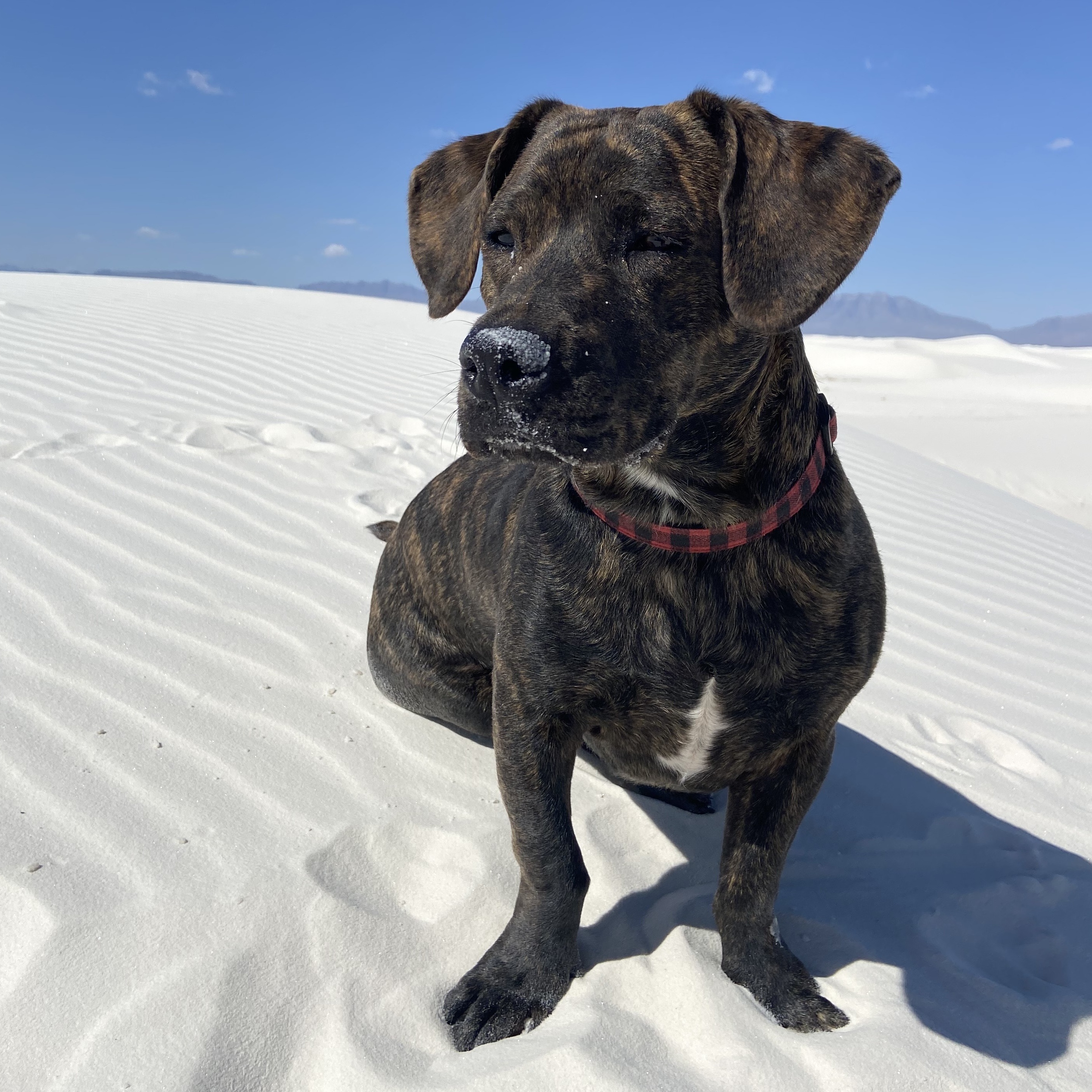 Enlarge Cam, a Adopted mixed breed in Manchaca, TX image 1/6