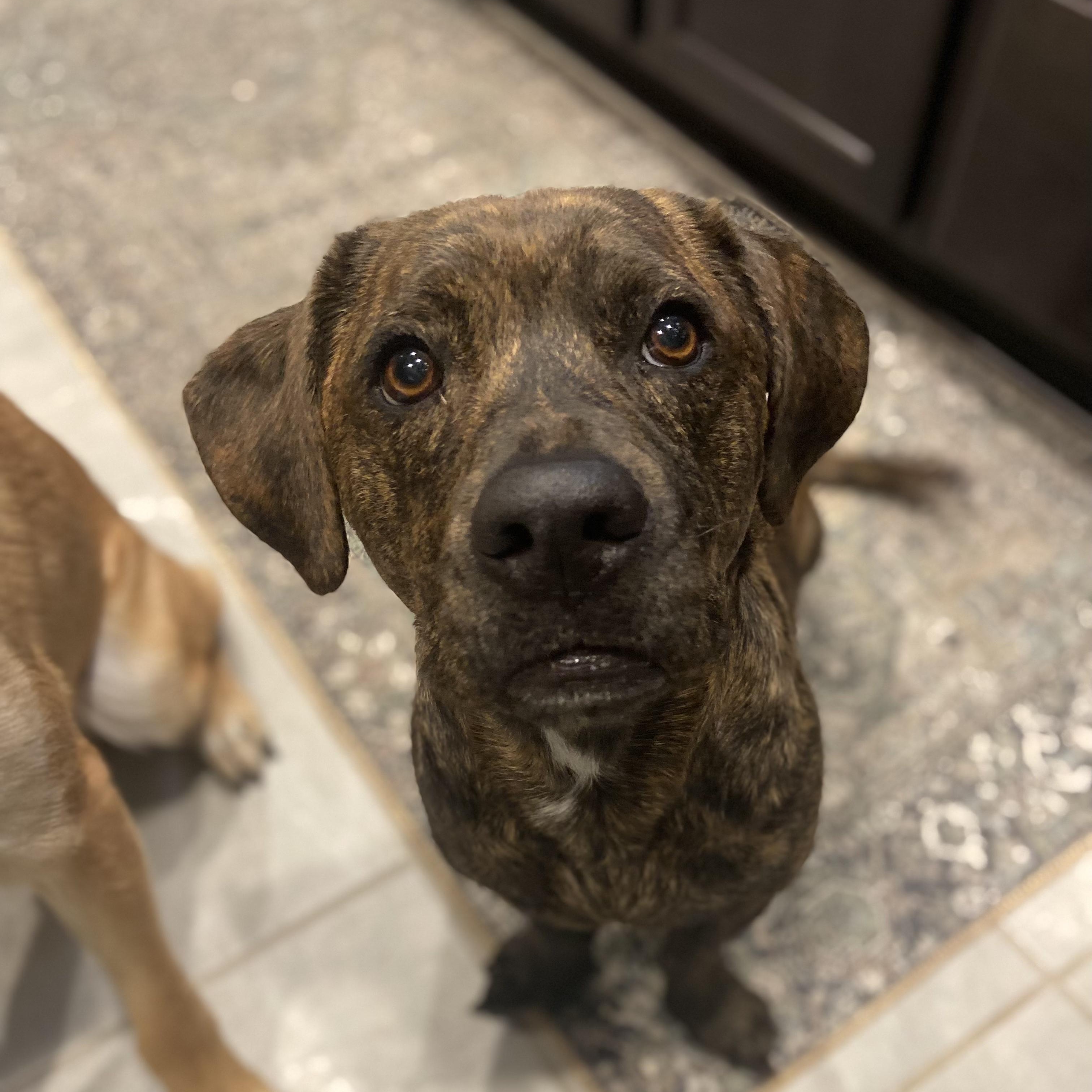 Enlarge Cam, a Adopted mixed breed in Manchaca, TX image 3/6