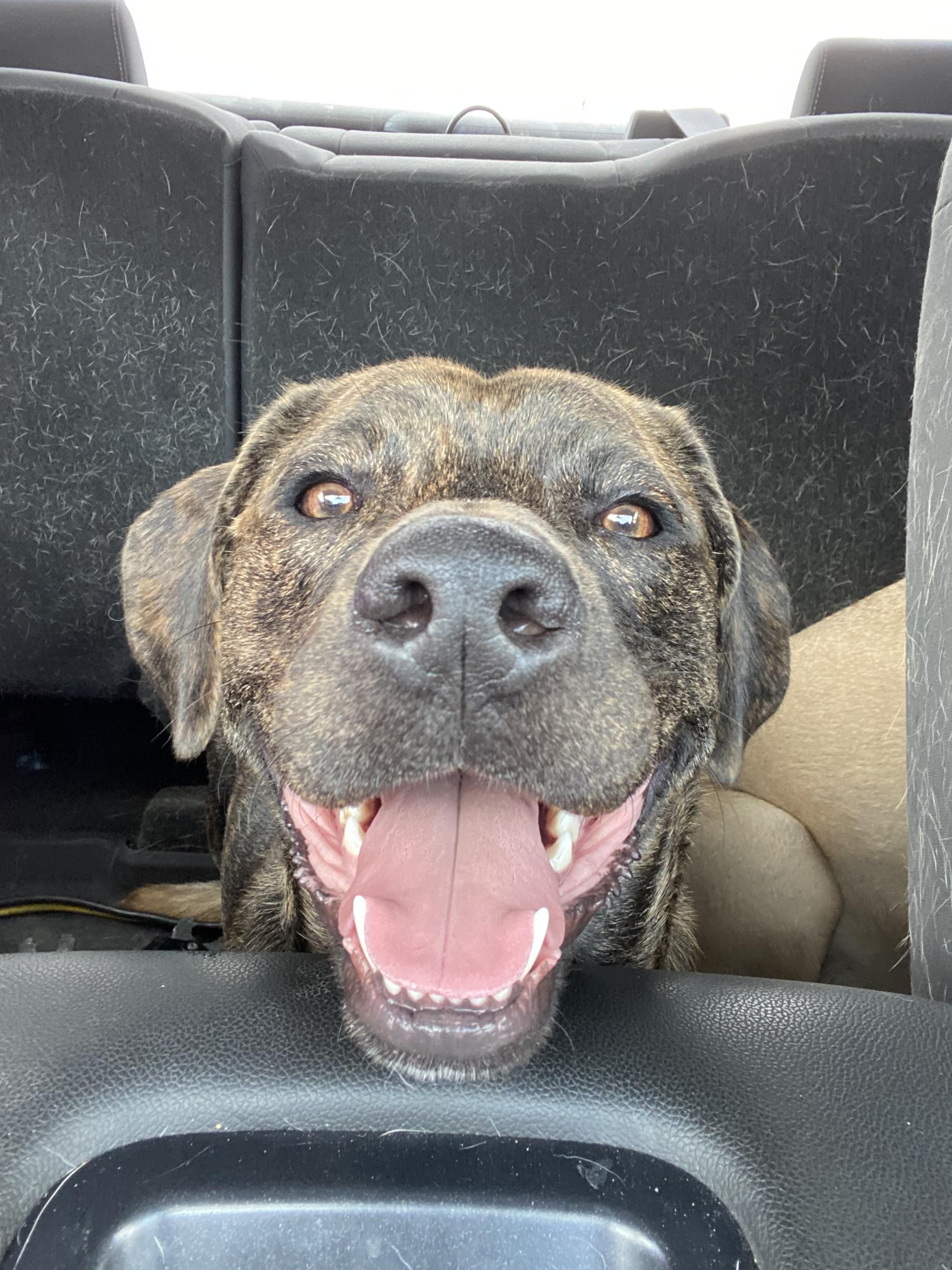 Enlarge Cam, a Adopted mixed breed in Manchaca, TX image 4/6