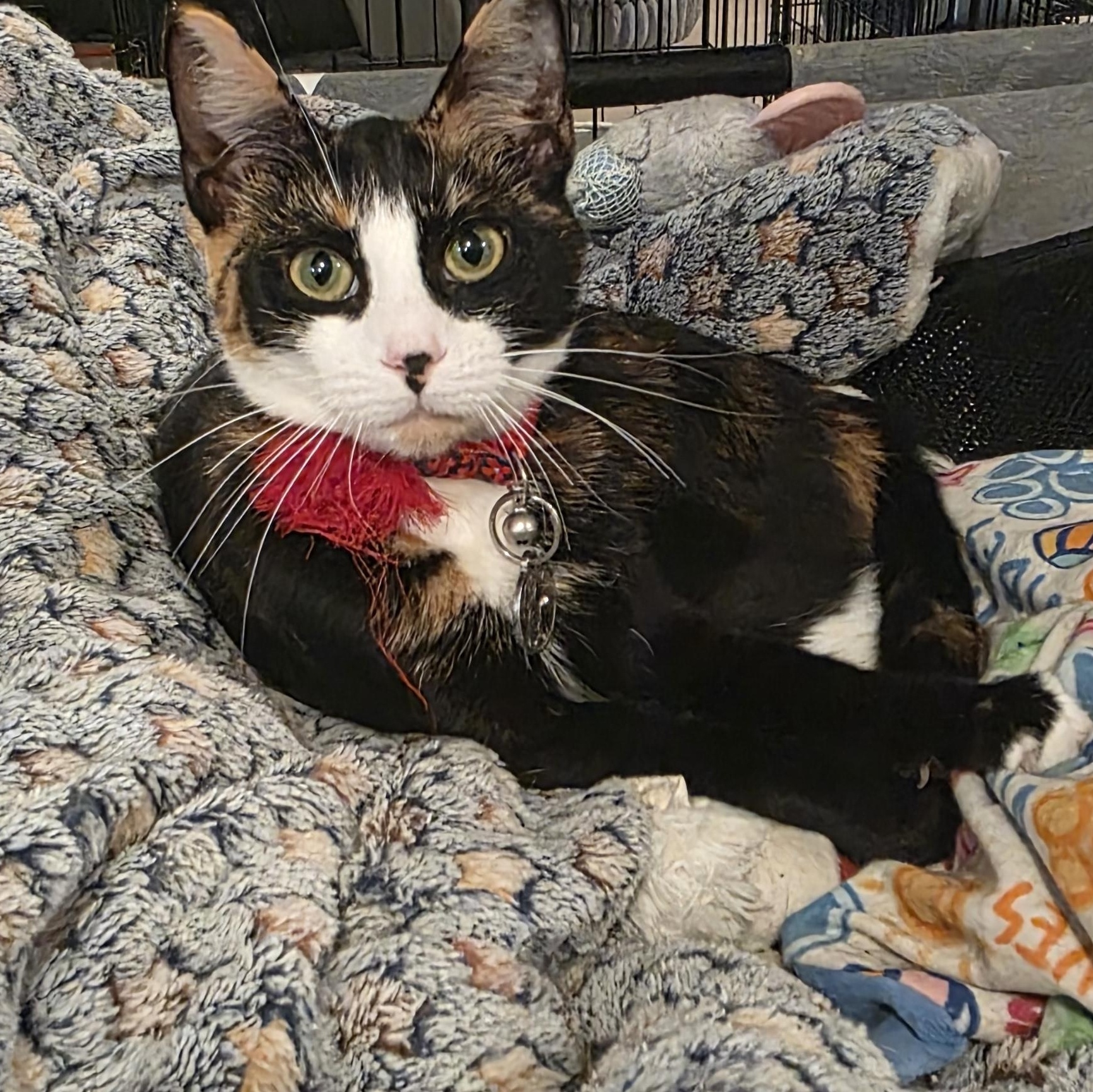 Enlarge Dakota, a Adoptable Calico in North Bergen, NJ image 4/4