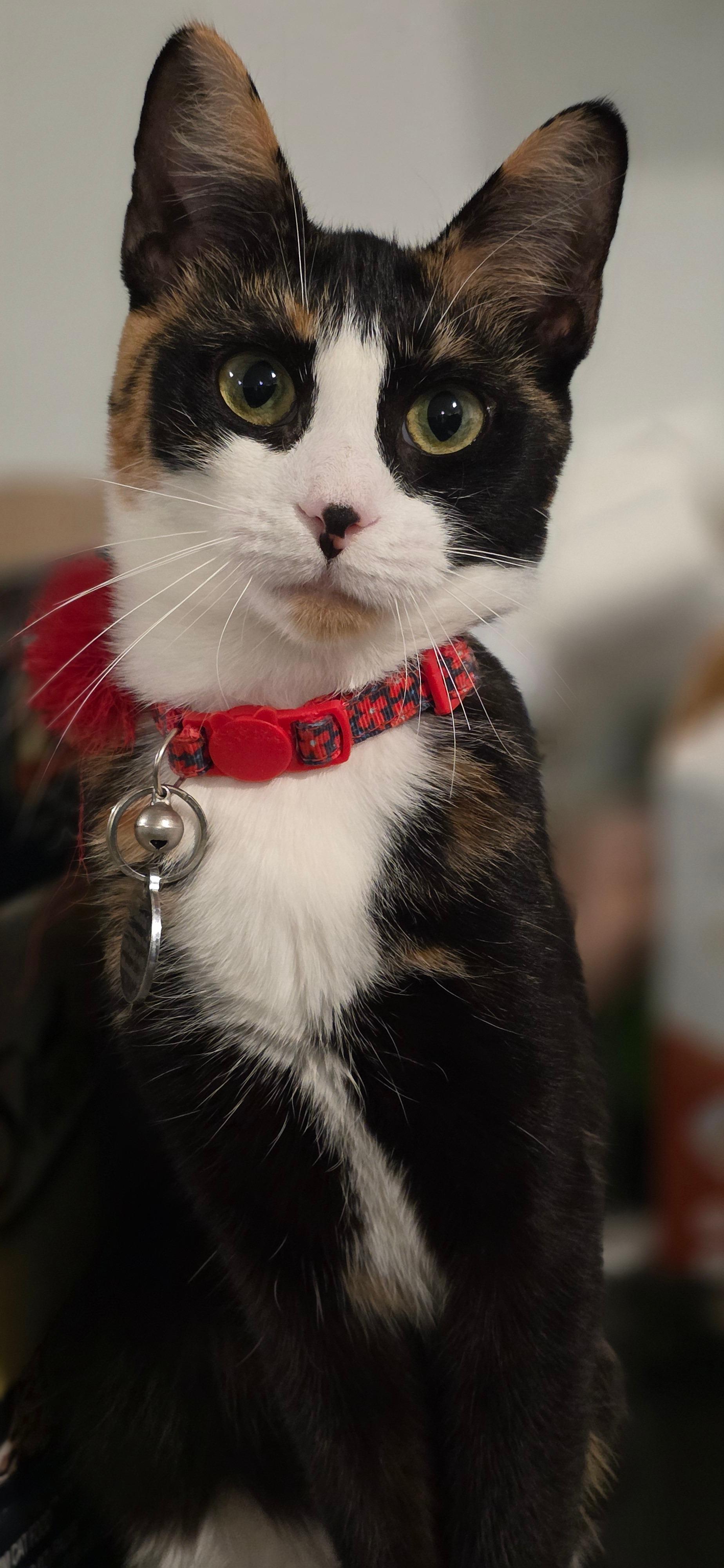 Dakota, Adoptable, Young Female Calico.