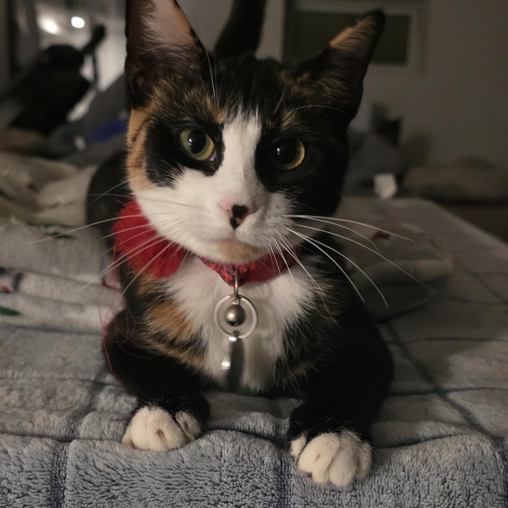 Enlarge Dakota, a Adoptable Calico in North Bergen, NJ image 3/4