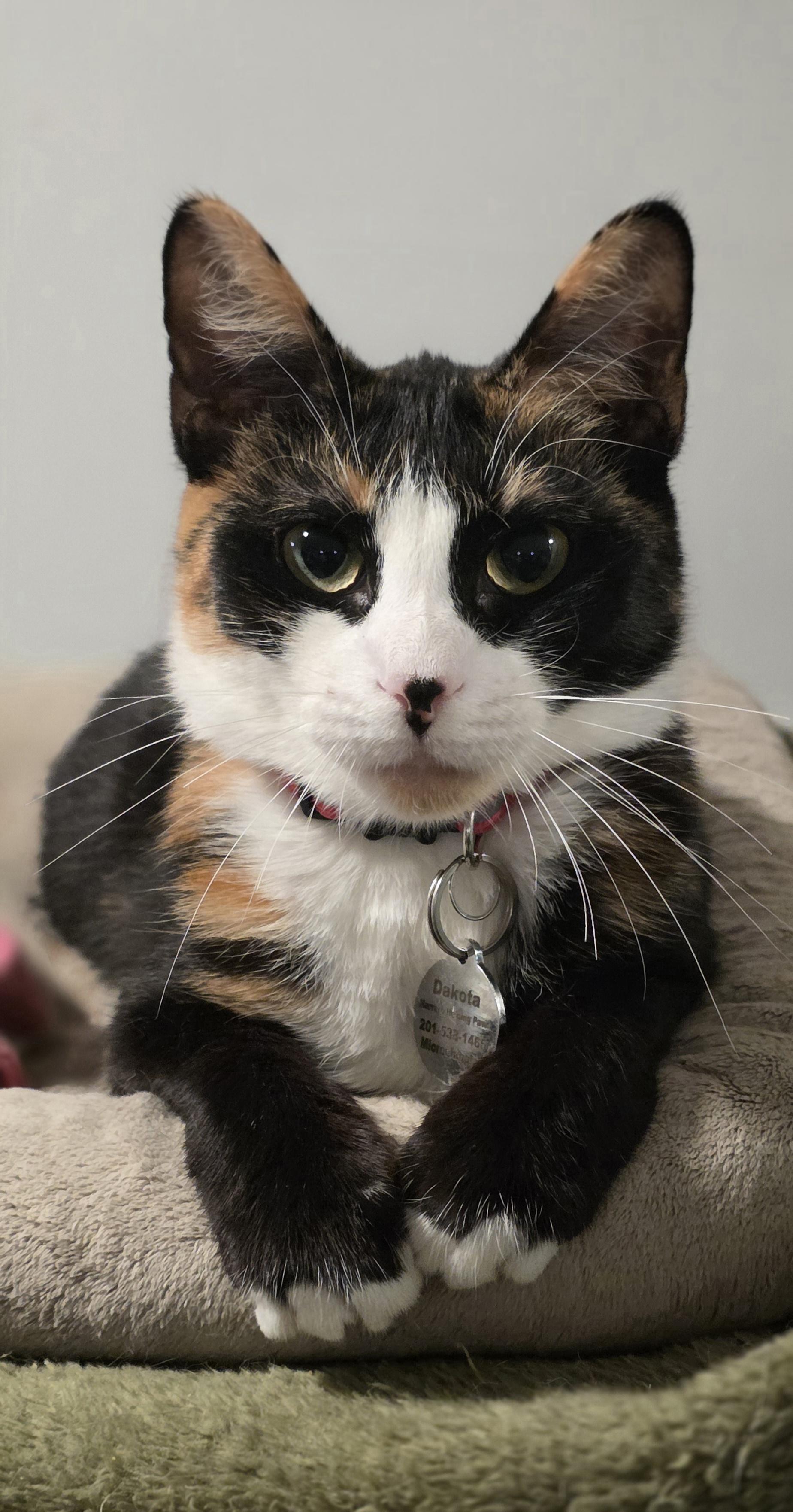 Enlarge Dakota, a Adoptable Calico in North Bergen, NJ image 2/4