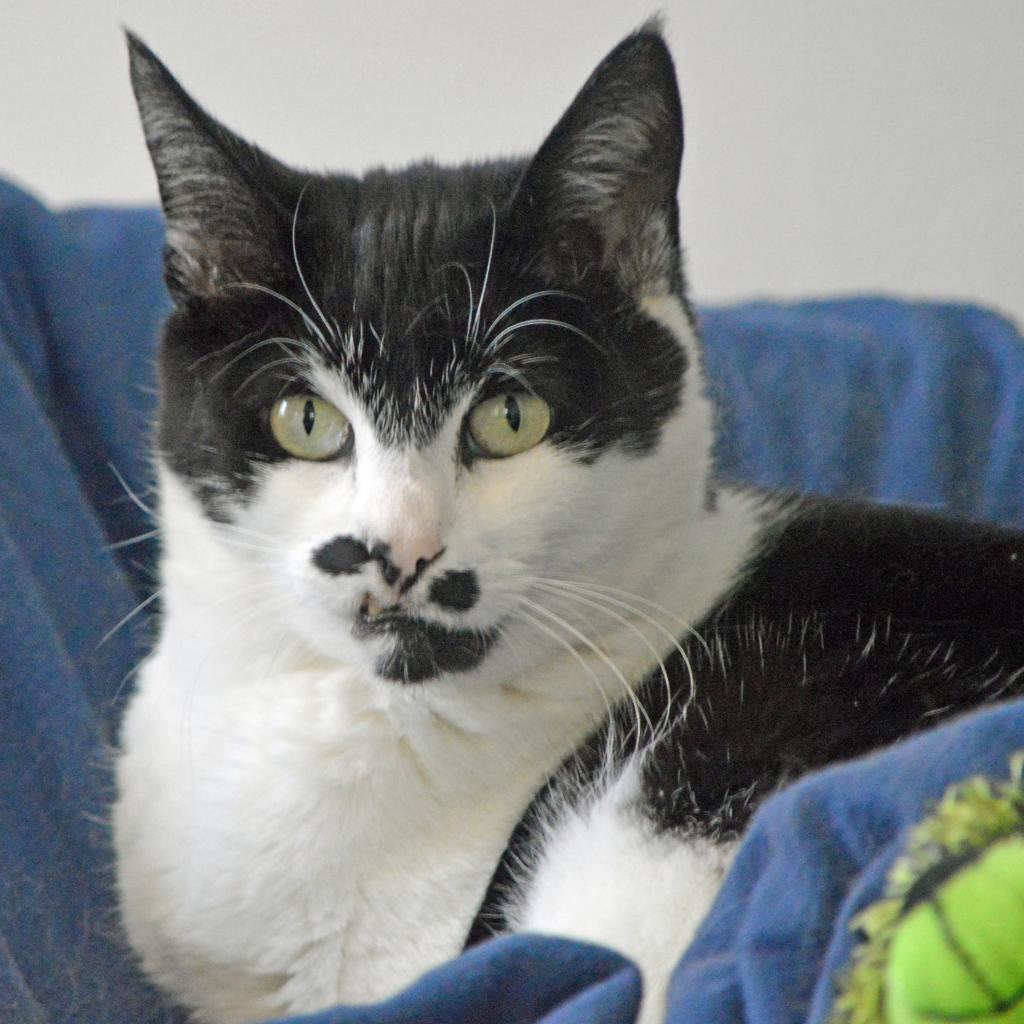 Enlarge Chaplin, a Adoptable Domestic Short Hair in Middletown, NY image 1/6