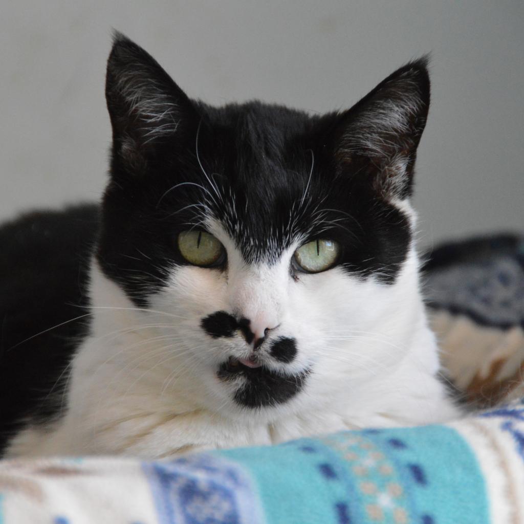 Enlarge Chaplin, a Adoptable Domestic Short Hair in Middletown, NY image 2/6
