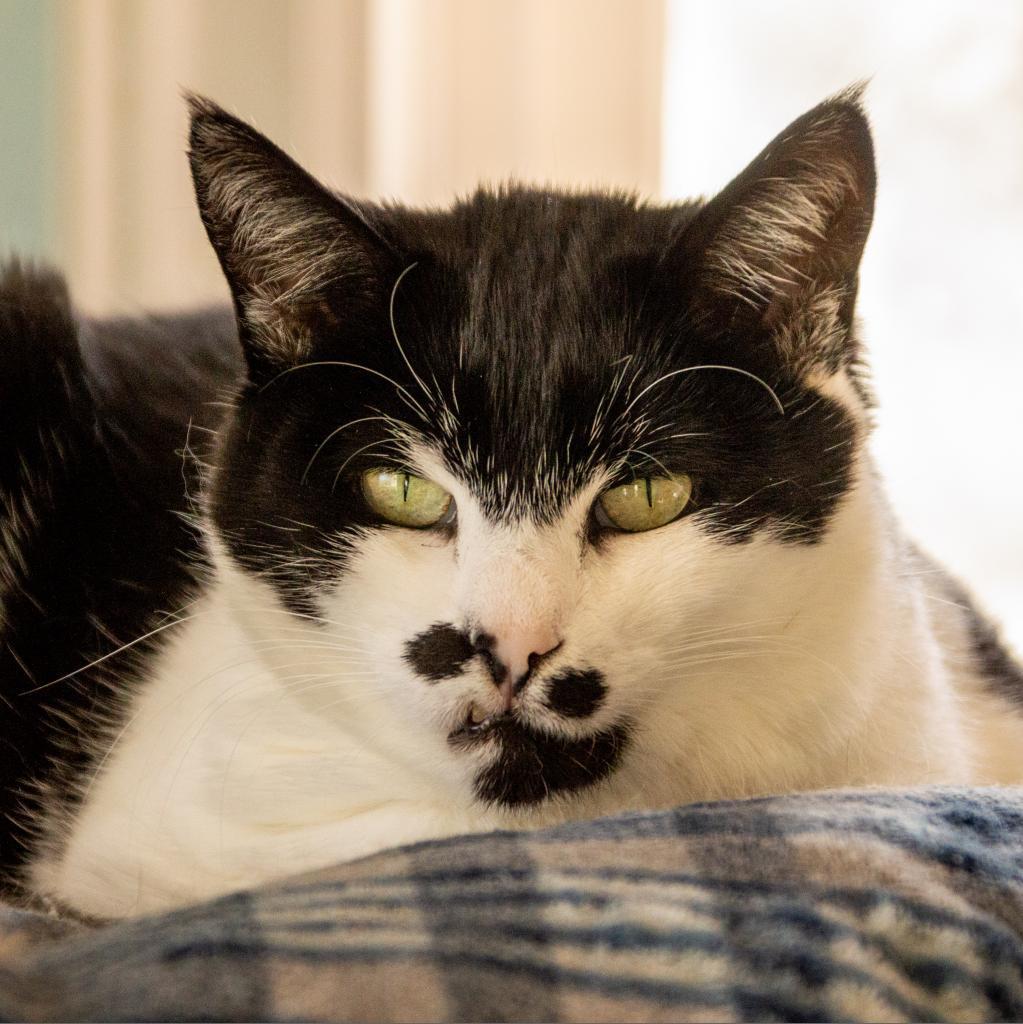 Enlarge Chaplin, a Adoptable Domestic Short Hair in Middletown, NY image 3/6