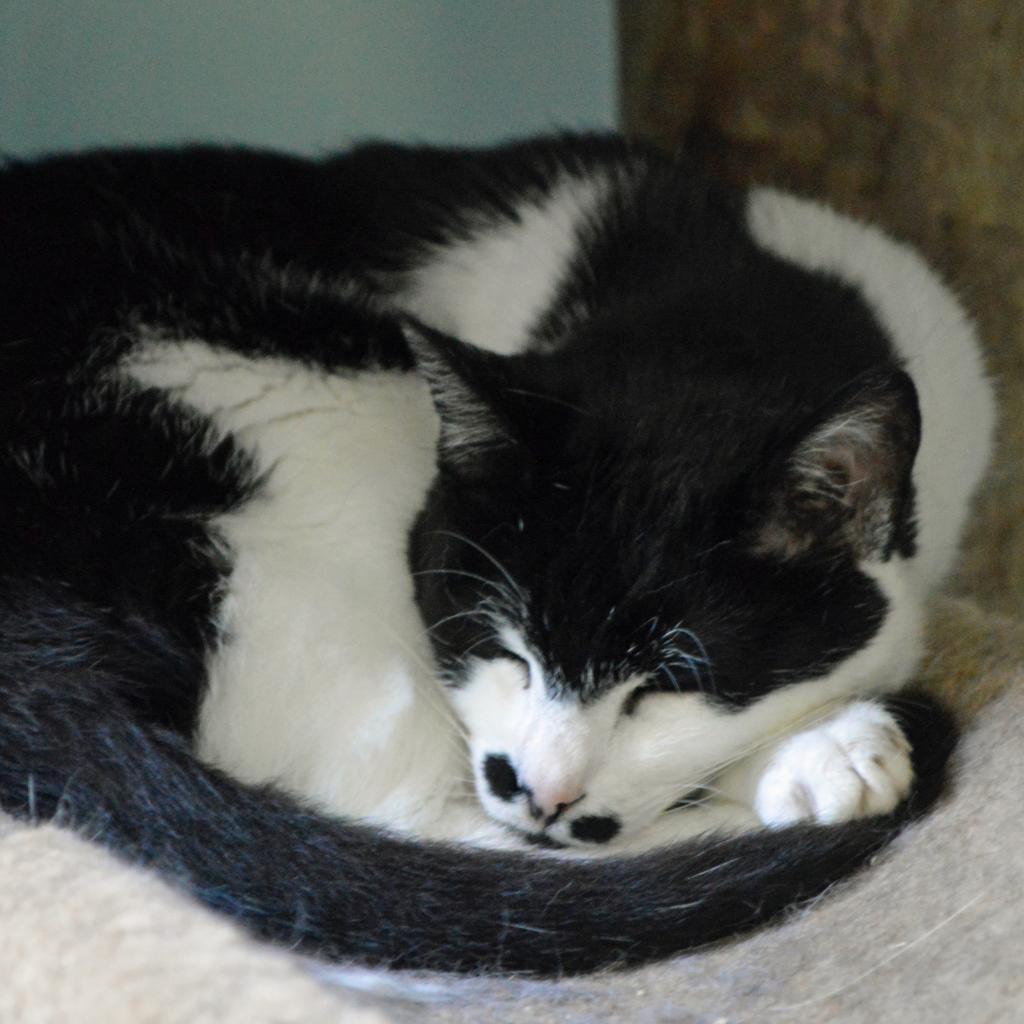 Enlarge Chaplin, a Adoptable Domestic Short Hair in Middletown, NY image 4/6