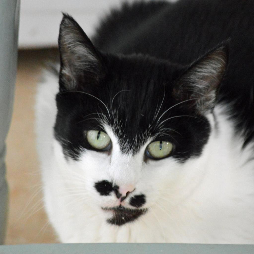 Enlarge Chaplin, a Adoptable Domestic Short Hair in Middletown, NY image 5/6
