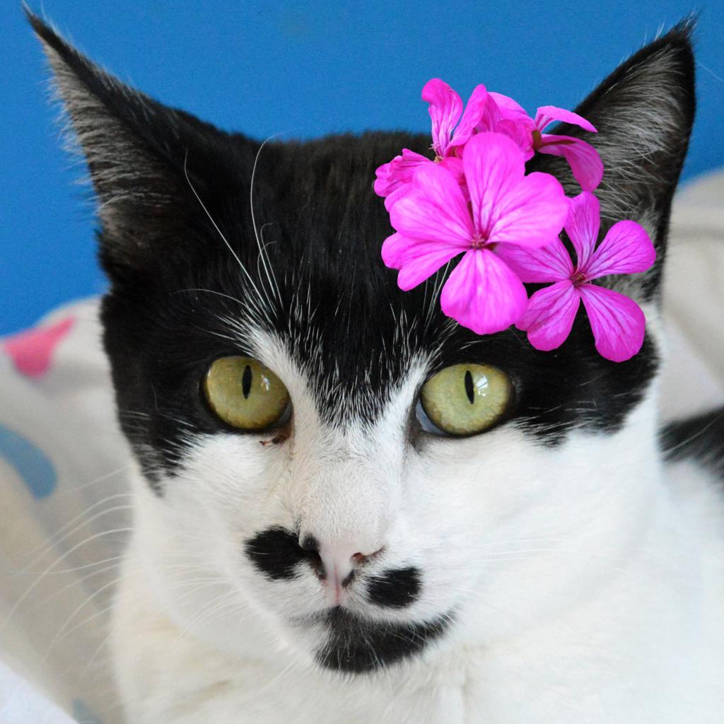 Enlarge Chaplin, a Adoptable Domestic Short Hair in Middletown, NY image 6/6