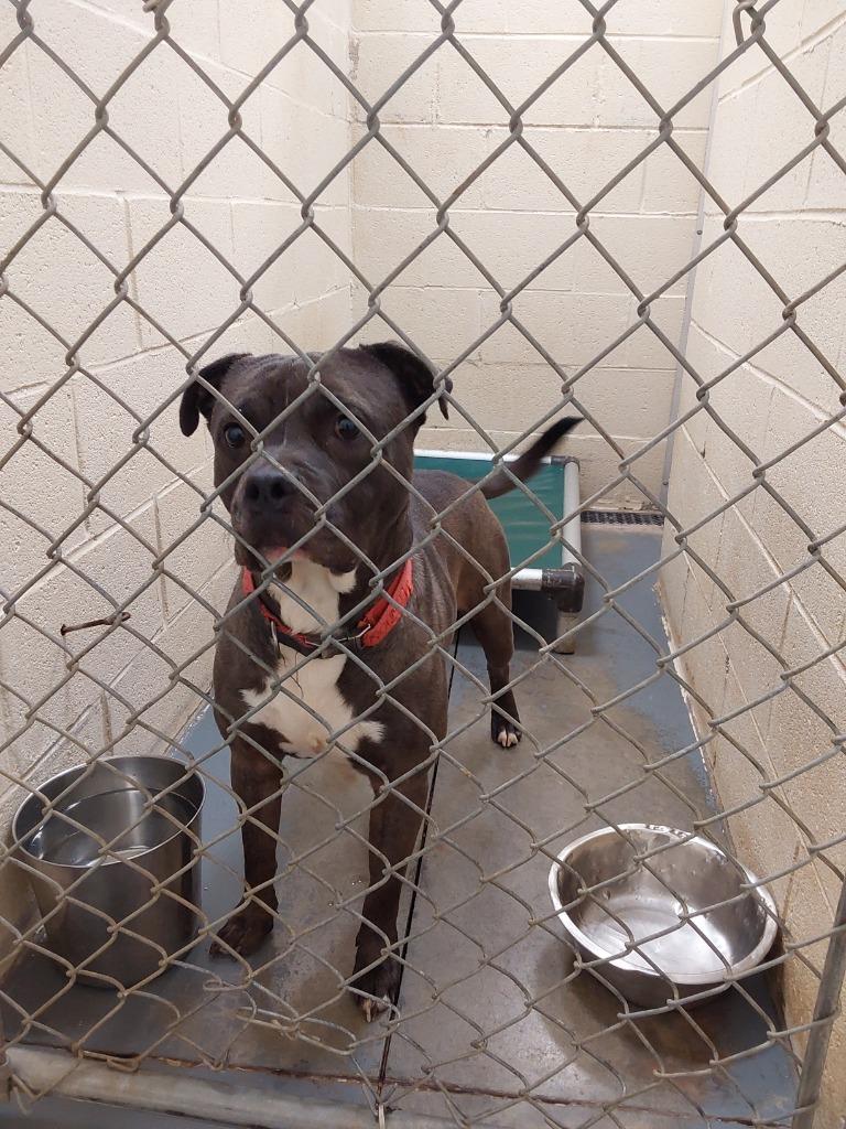 Enlarge 2024-11-121 *Cliff*, a Adoptable Bull Terrier in Winder, GA image 1/2