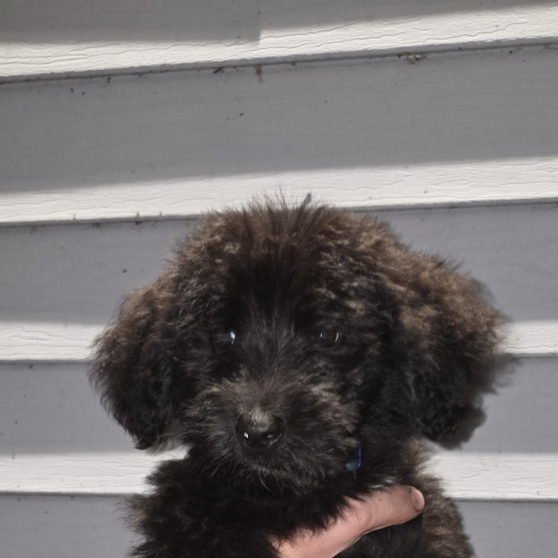 Bear, Adoptable, Puppy Male Poodle.
