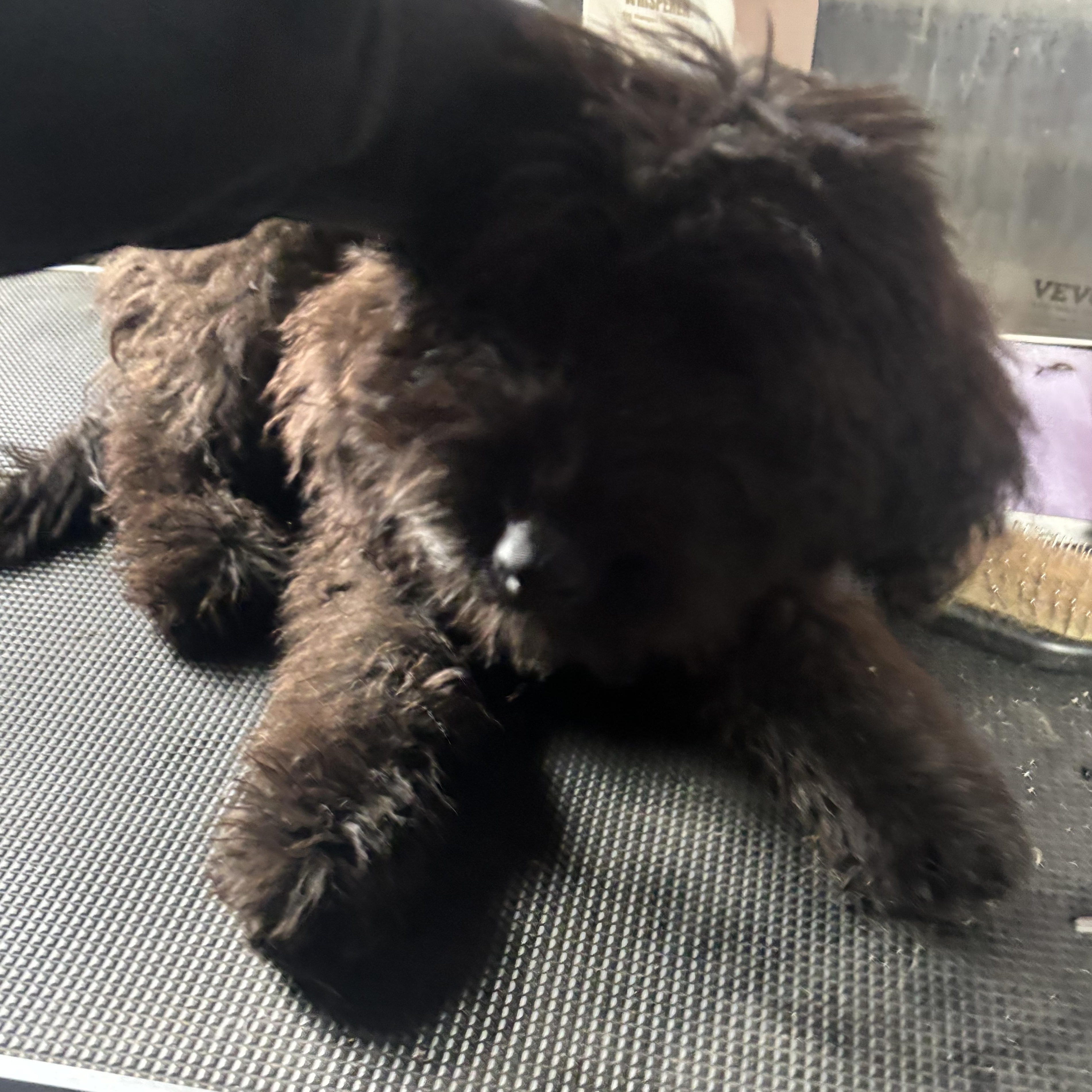 Enlarge Bear, a Adoptable mixed breed in Muncie, IN image 5/5