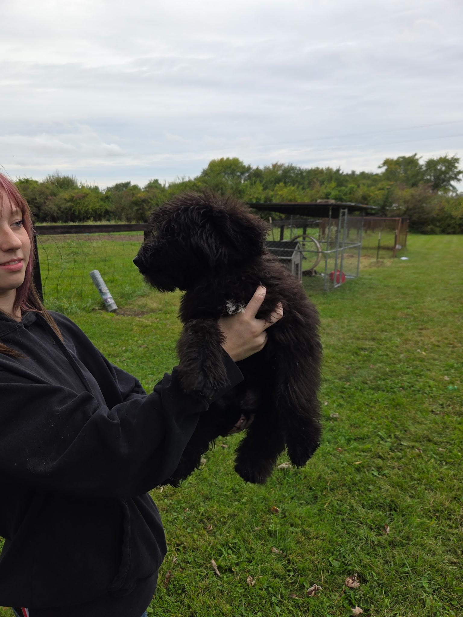 Enlarge Bear, a Adoptable mixed breed in Muncie, IN image 3/5