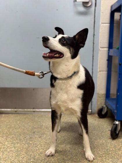 Crab - 2, Adoptable, Adult Male Mixed Breed & Mixed Breed.